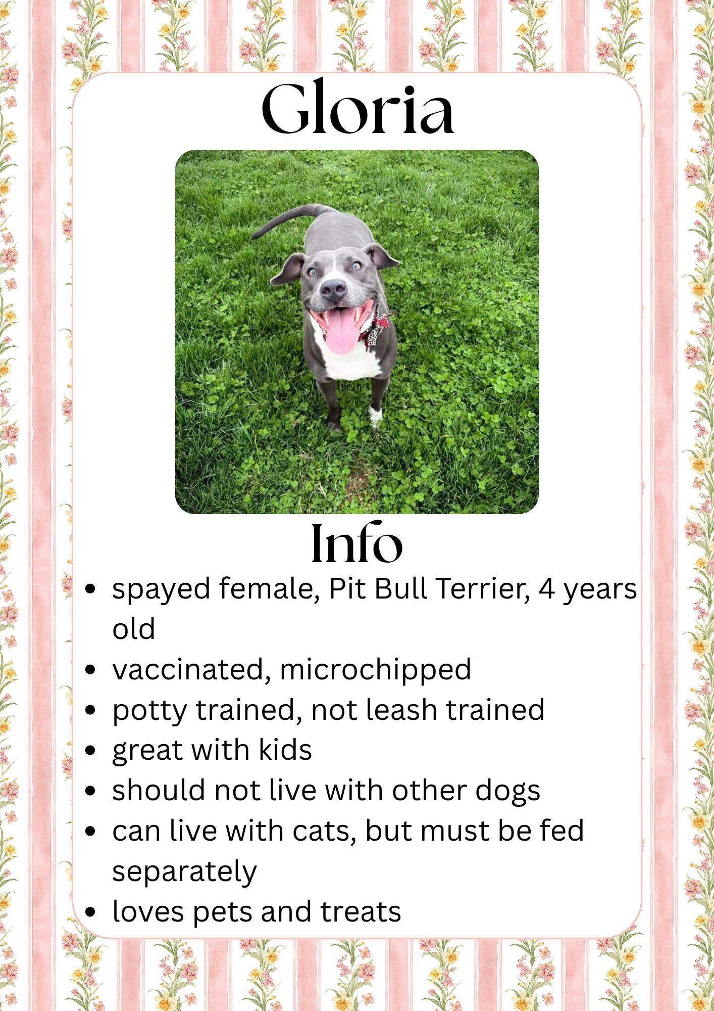 Enlarge Gloria, a ADOPTABLE Mixed Breed in Greensburg, IN image 1/1