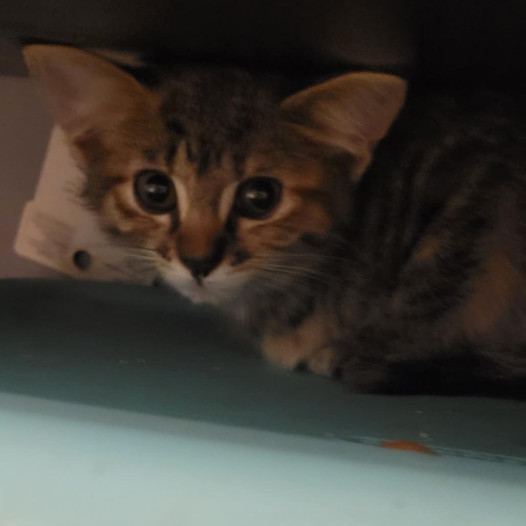 Pennywise, a Adoptable Domestic Short Hair in Bloomington, IL image 1/4