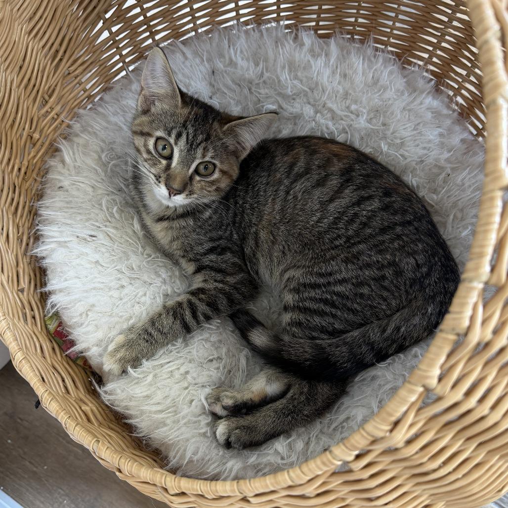 Pennywise, a Adoptable Domestic Short Hair in Bloomington, IL image 3/4