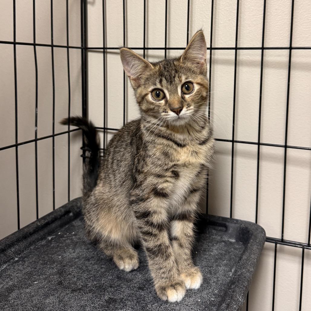 Pennywise, a Adoptable Domestic Short Hair in Bloomington, IL image 4/4