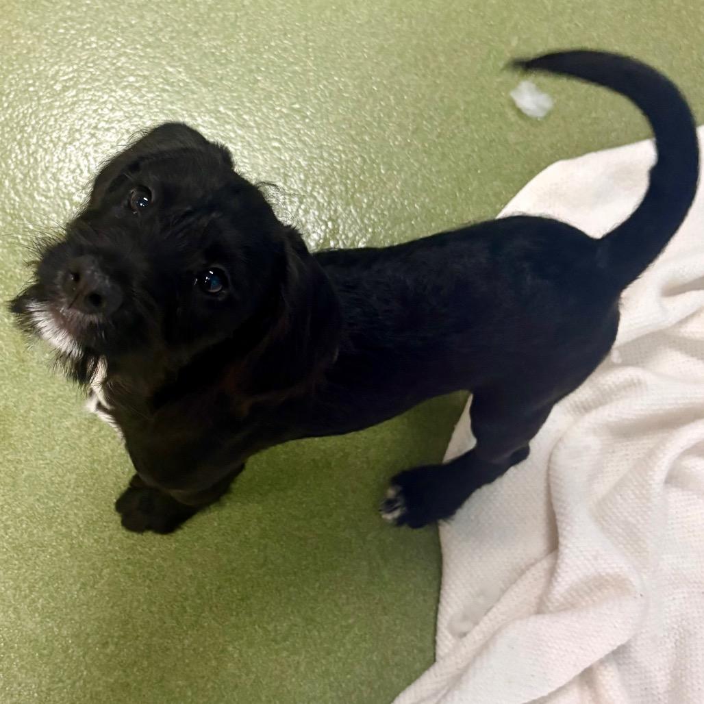 Ranger — thumbnail 2