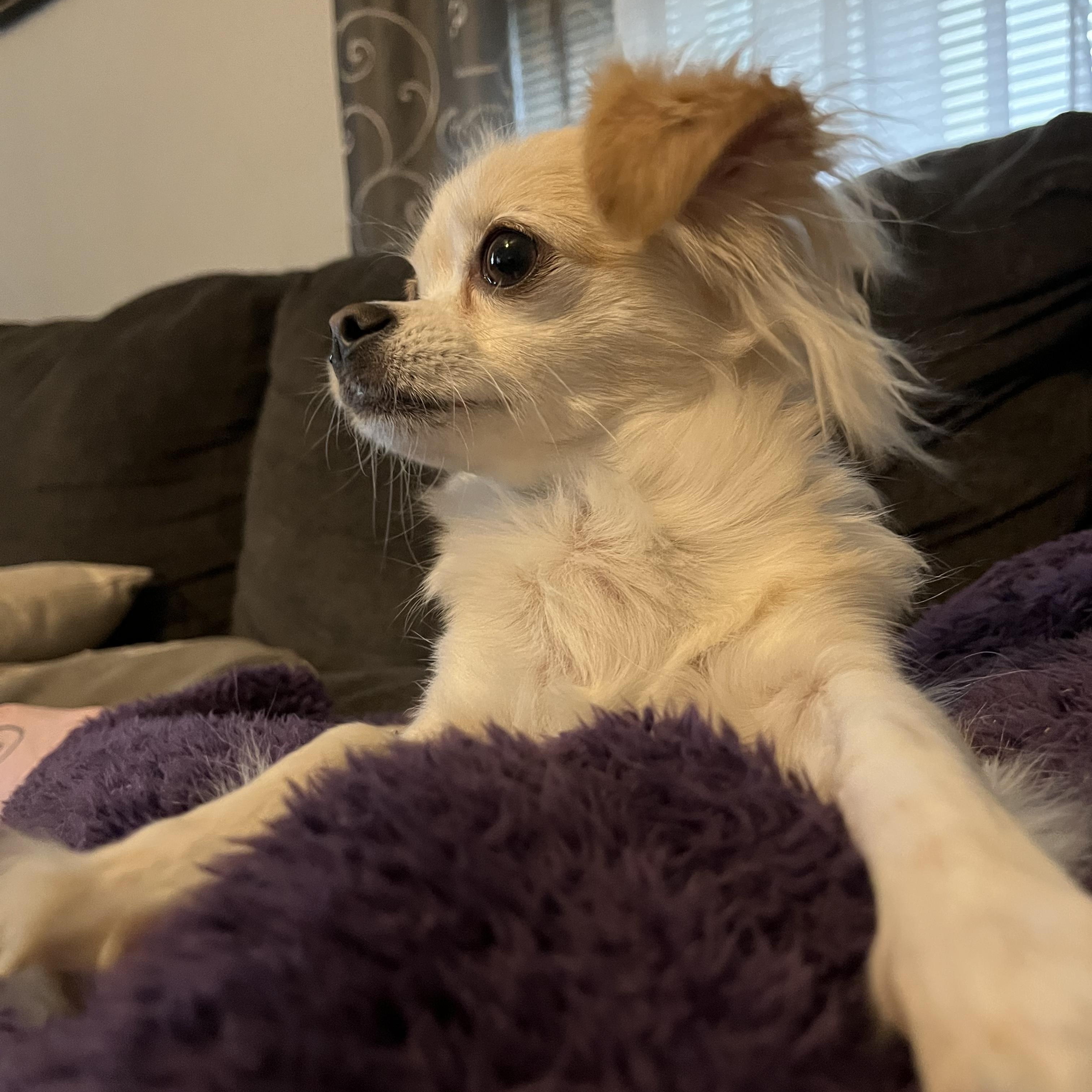 Mocha, an adoptable Chihuahua in Great Bend, KS, 67530 | Photo Image 1