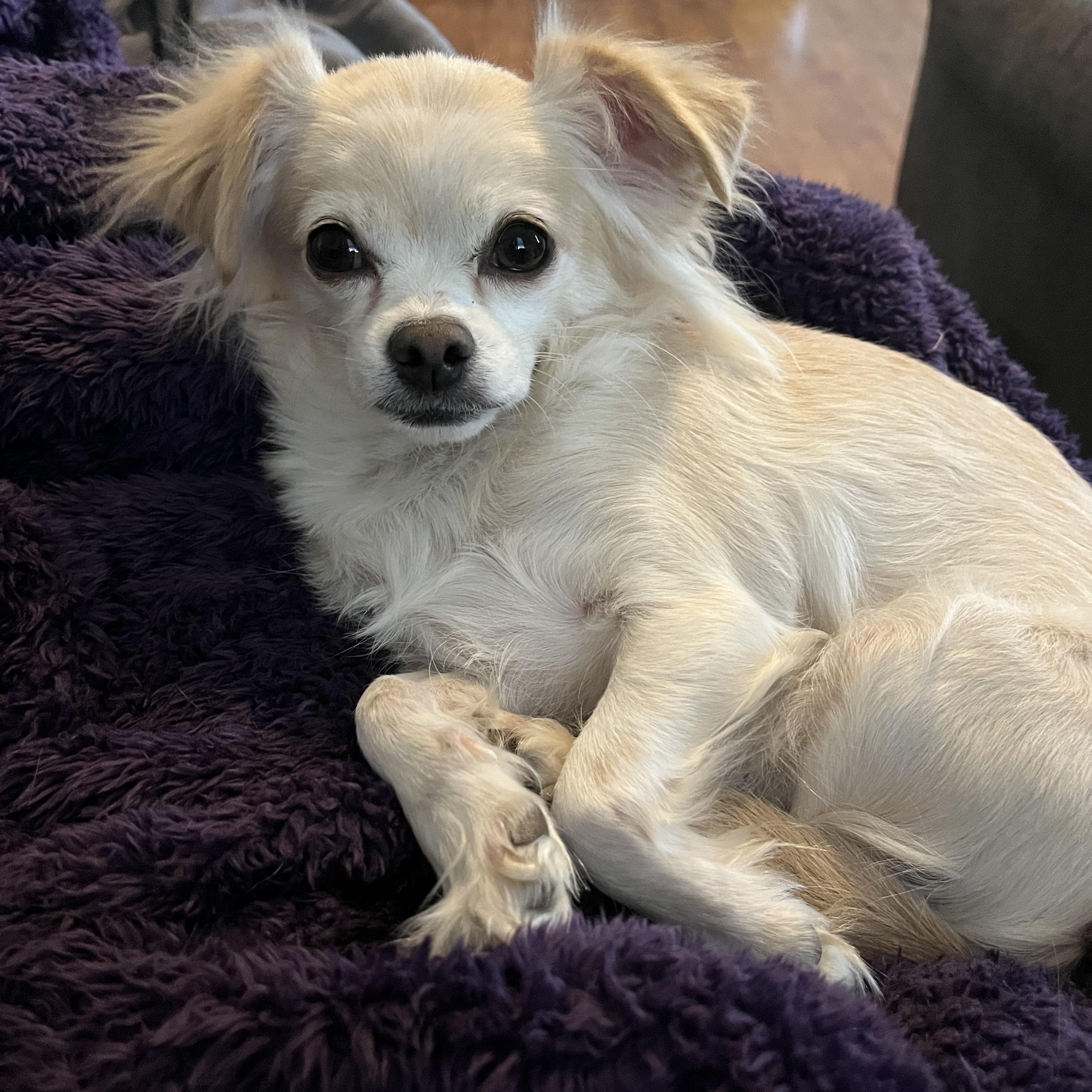 Mocha, an adoptable Chihuahua in Great Bend, KS, 67530 | Photo Image 3