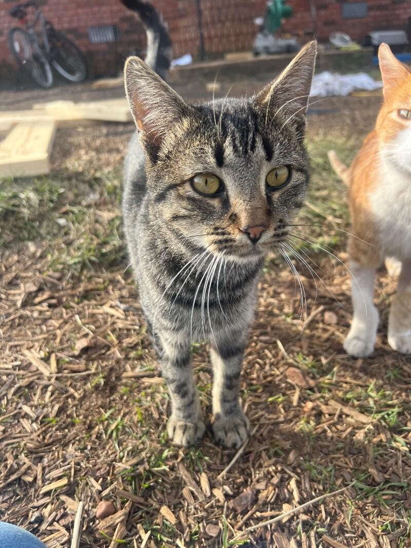 Enlarge Pebbles, a Adoptable Domestic Short Hair in Thomasville, AL image 2/2