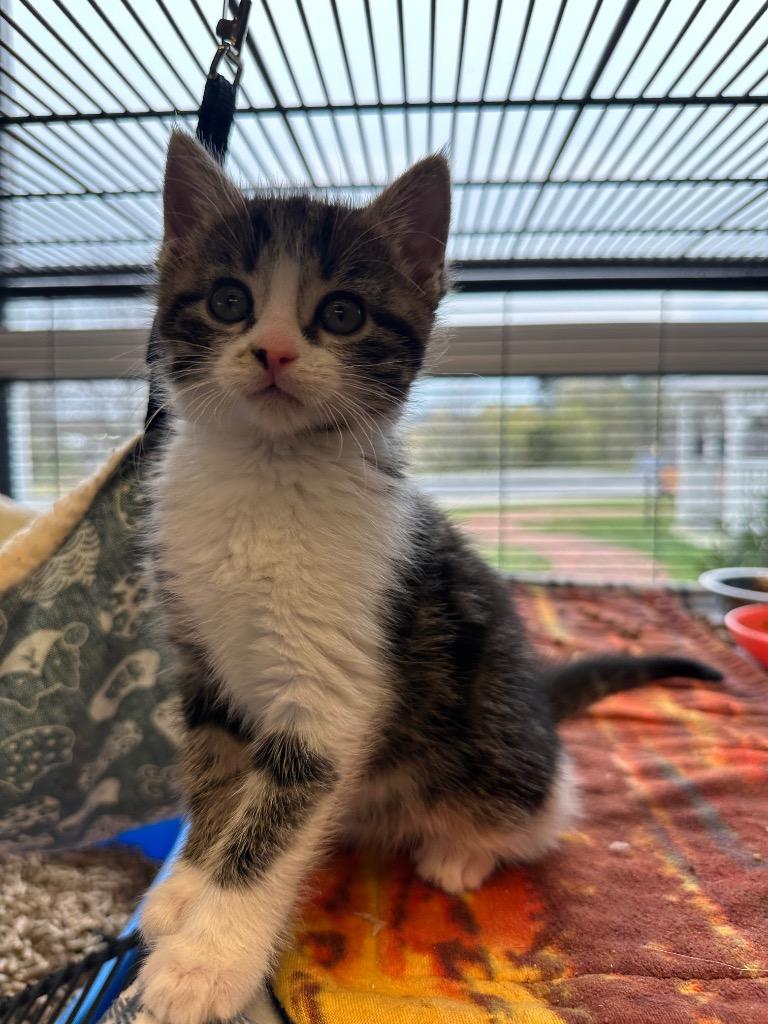 Saucer (Westin Parc), Adoptable, Kitten Female Domestic Short Hair.