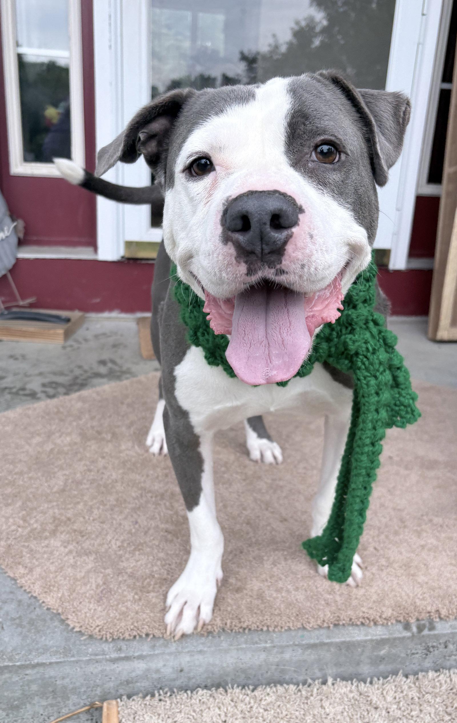 Smokey *TRANSPORTATION AVAILABLE*, Adoptable, Adult Male Pit Bull Terrier.