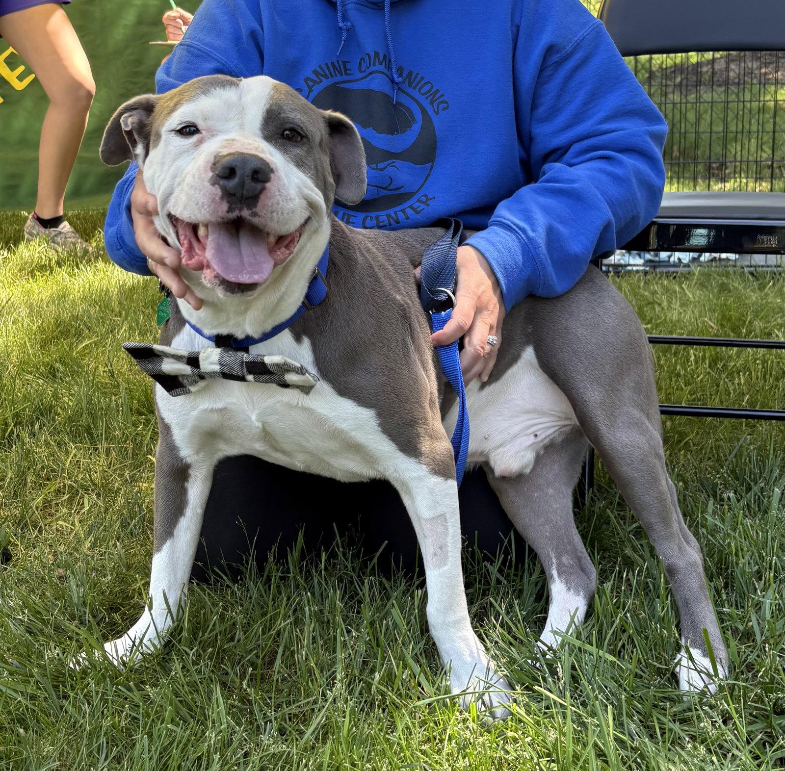 Enlarge Smokey *TRANSPORTATION AVAILABLE*, a Adoptable Pit Bull Terrier in Oxford, MI image 2/3