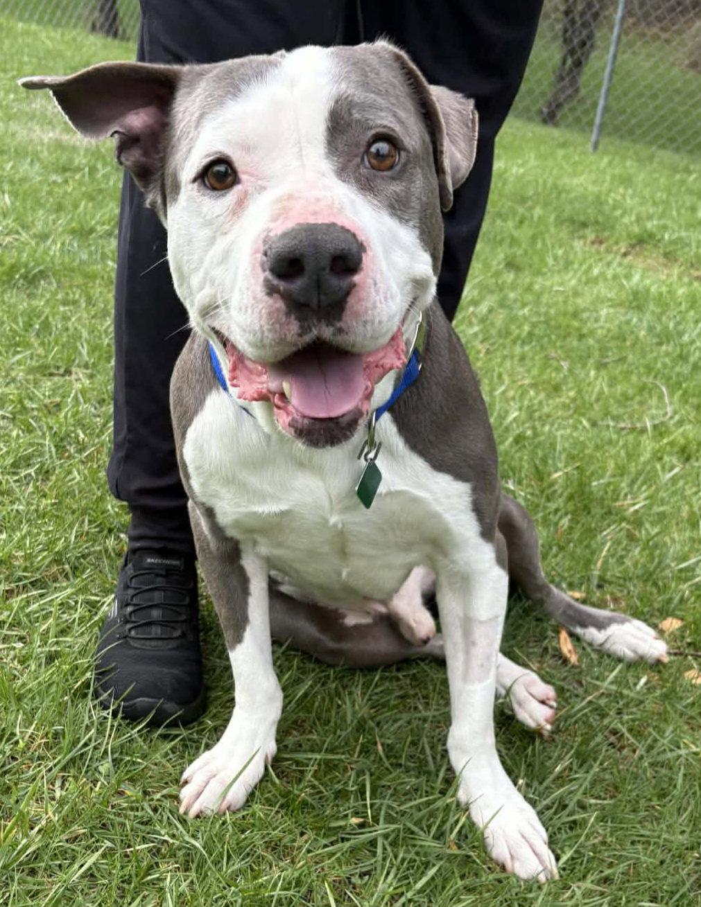 Smokey, Adoptable, Adult Male Pit Bull Terrier.