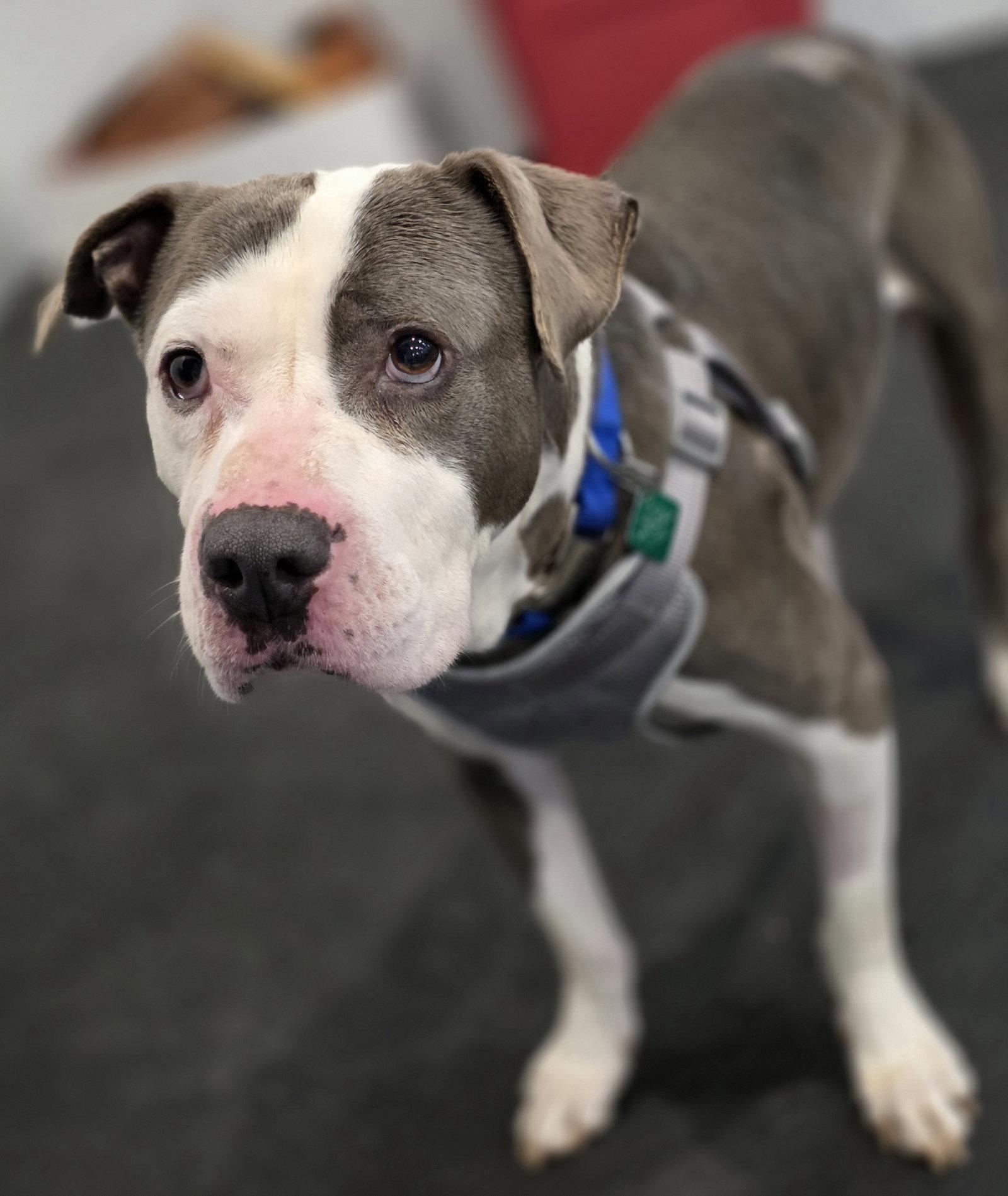 Smokey, Adoptable, Adult Male Pit Bull Terrier.