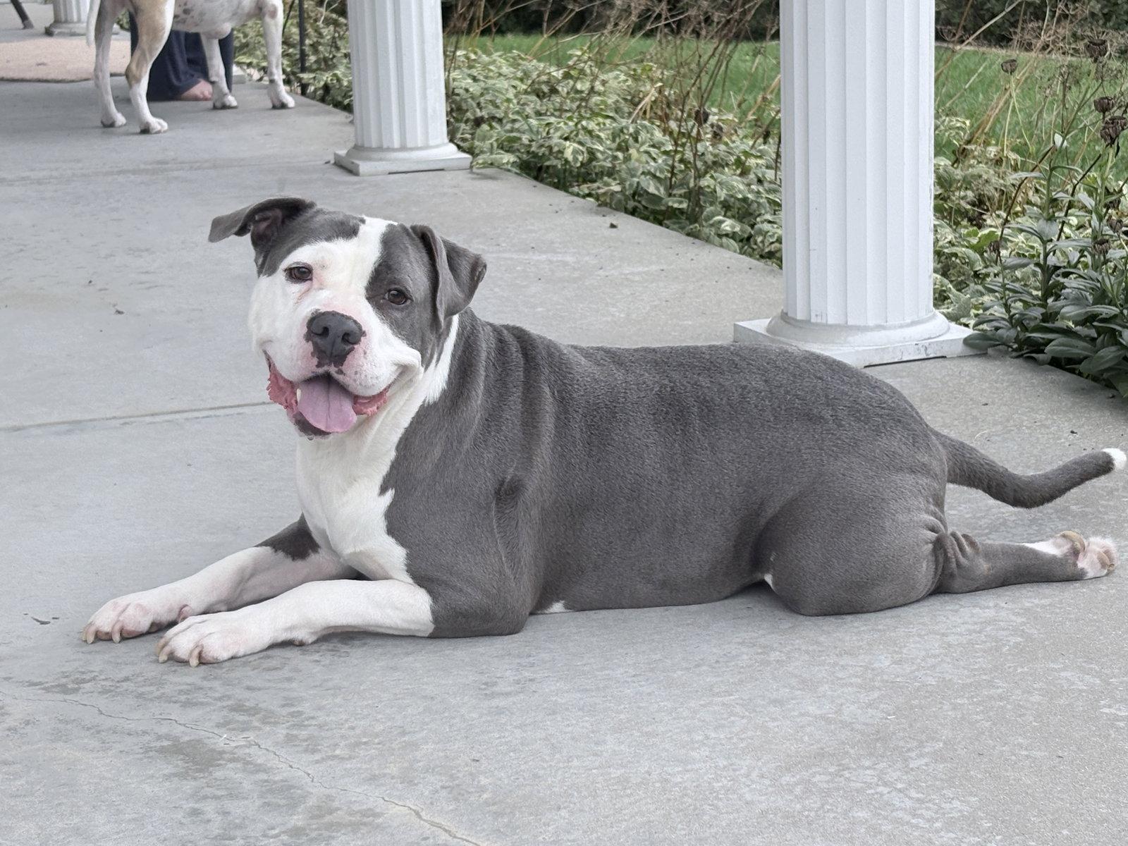 Enlarge Smokey *TRANSPORTATION AVAILABLE*, a Adoptable Pit Bull Terrier in Oxford, MI image 3/3