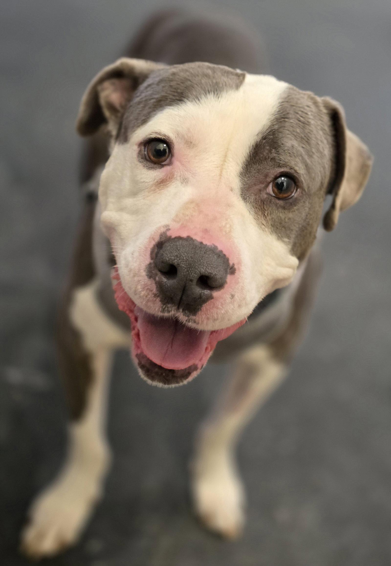 Enlarge Smokey, a Adoptable Pit Bull Terrier in Oxford, MI image 2/3