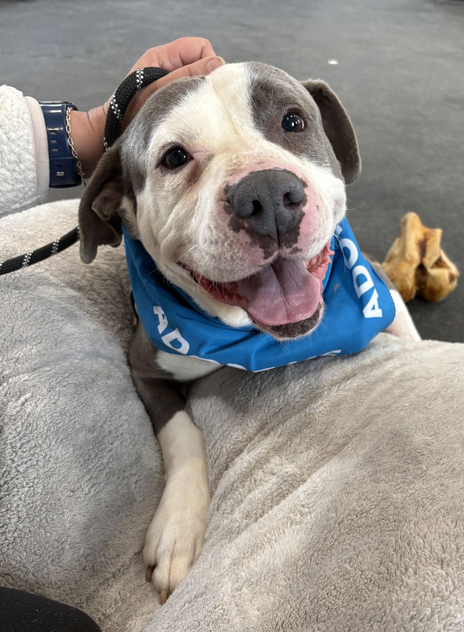 Enlarge Smokey, a Adoptable Pit Bull Terrier in Oxford, MI image 3/3