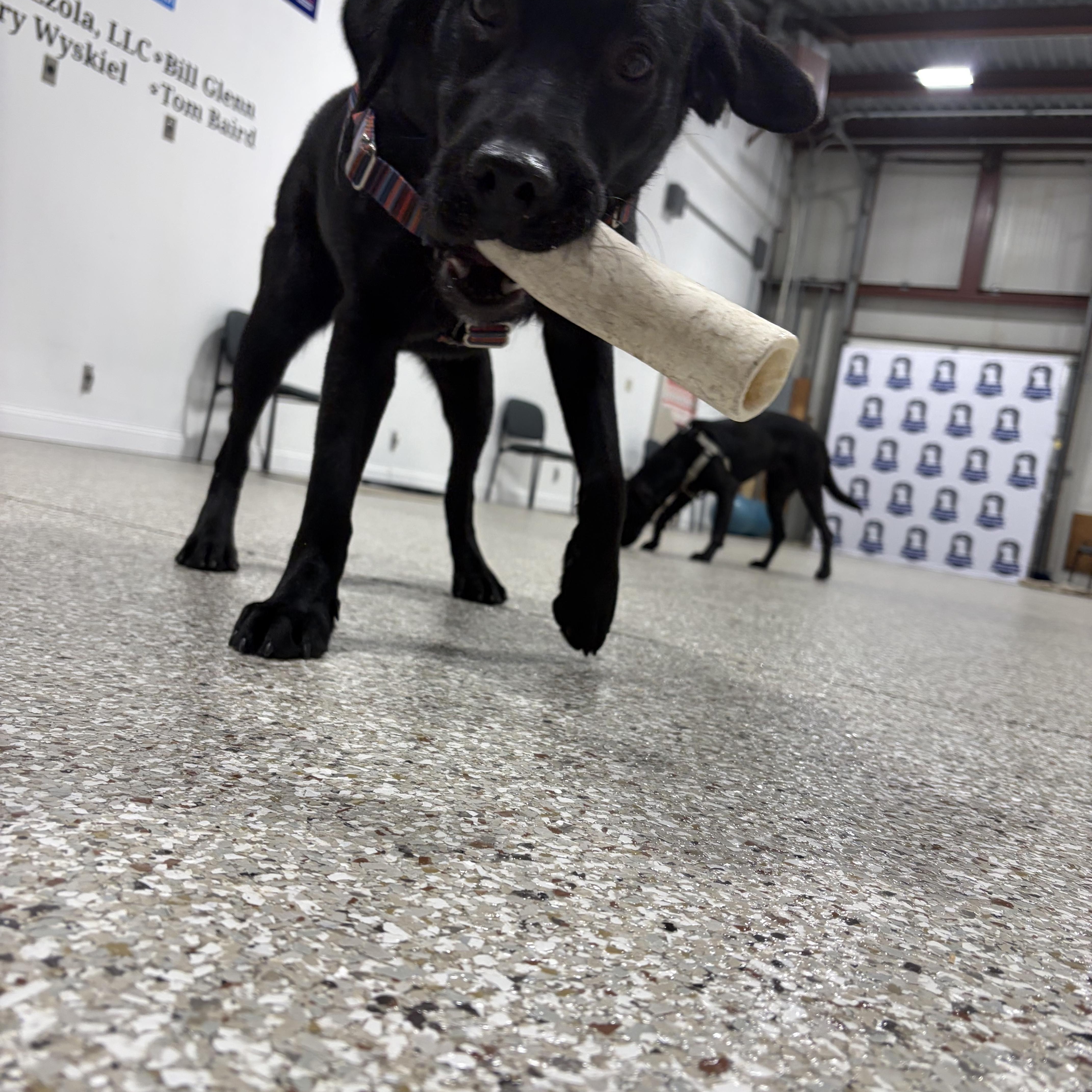 Lulu, an adopted mixed breed in Hollis, NH image 5/6