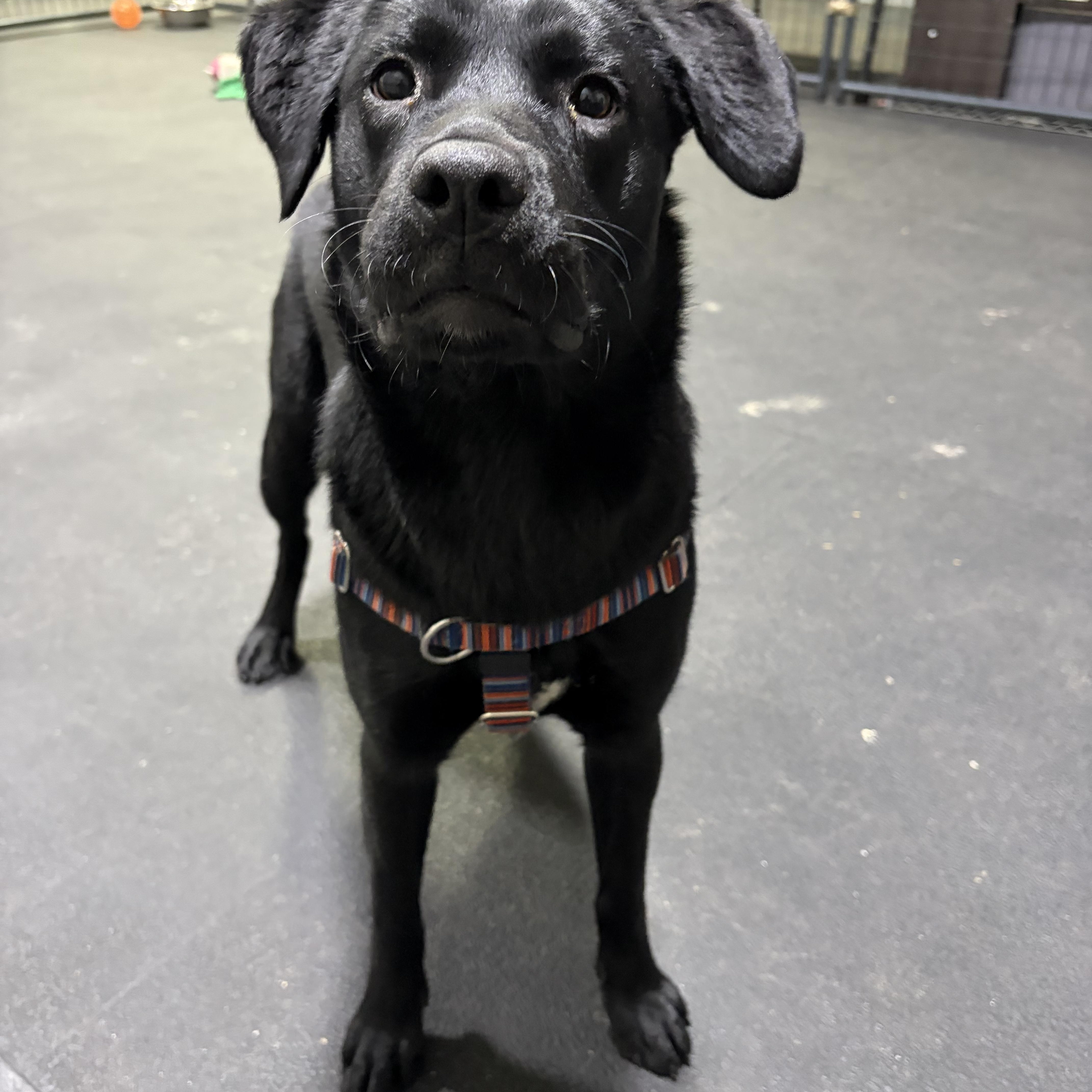 Lulu, an adopted mixed breed in Hollis, NH image 4/6