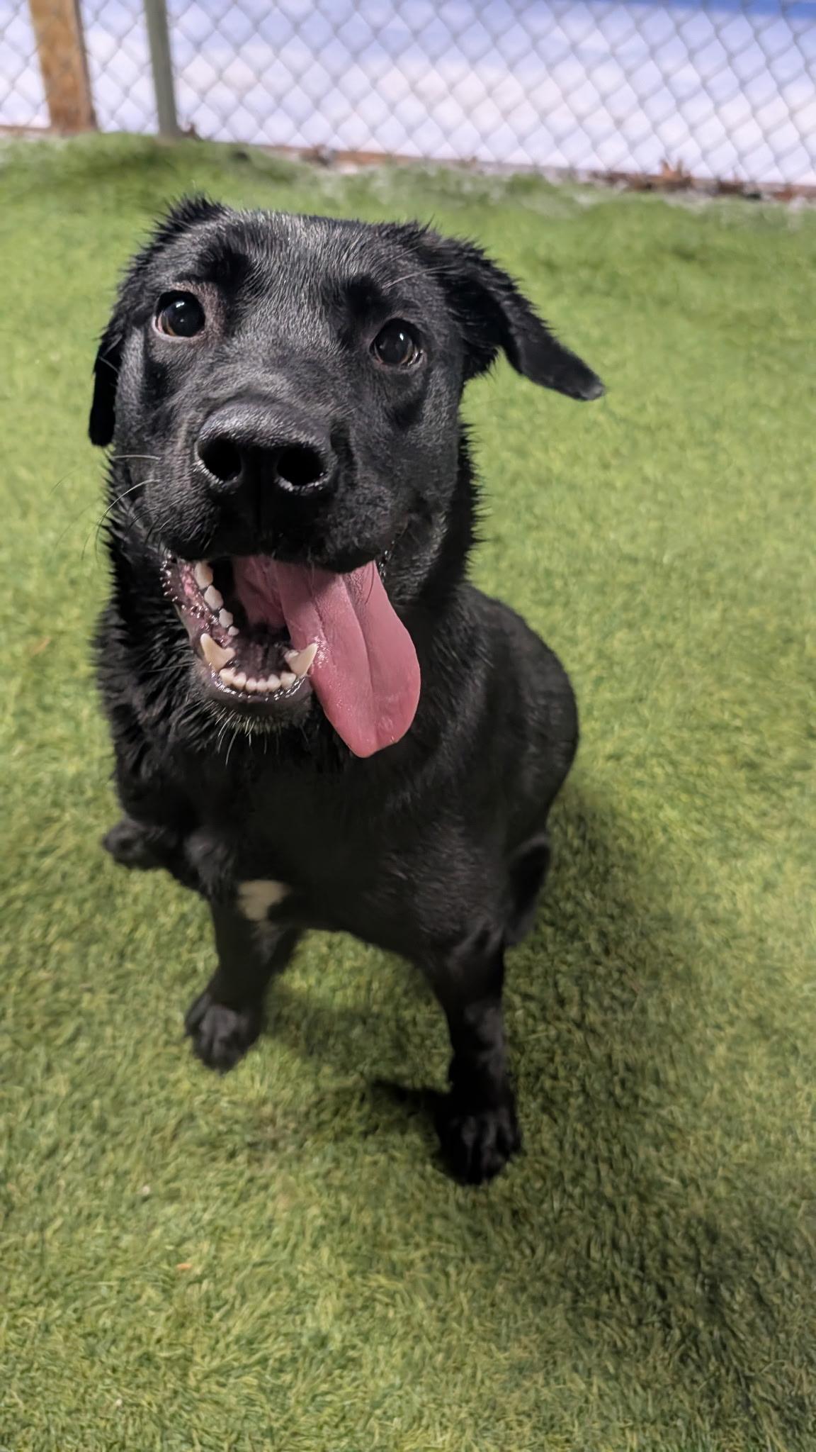 Lulu, an adopted mixed breed in Hollis, NH image 3/6