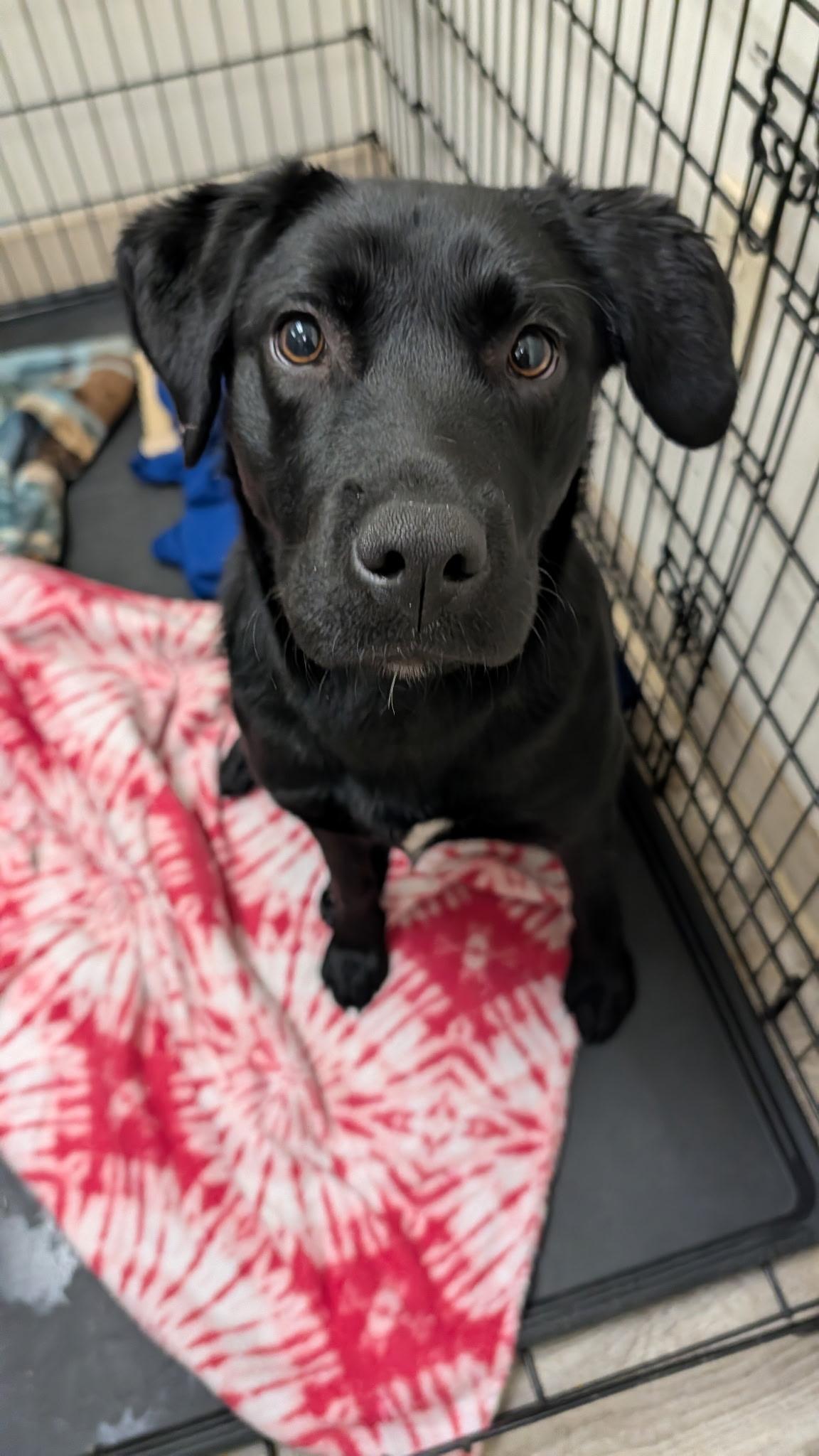 Lulu, an adopted mixed breed in Hollis, NH image 2/6