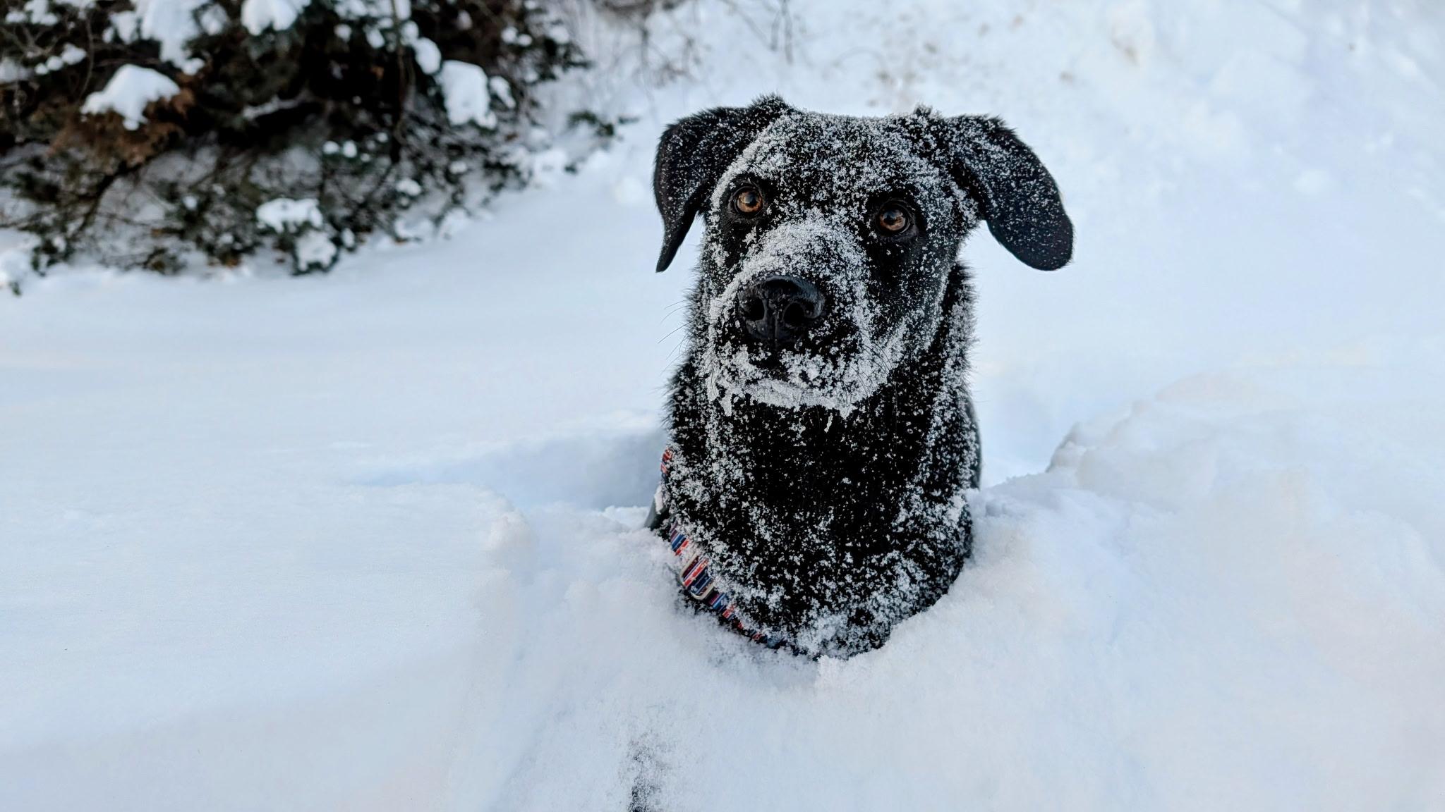 Lulu, adopted, Young Female Labrador Retriever.