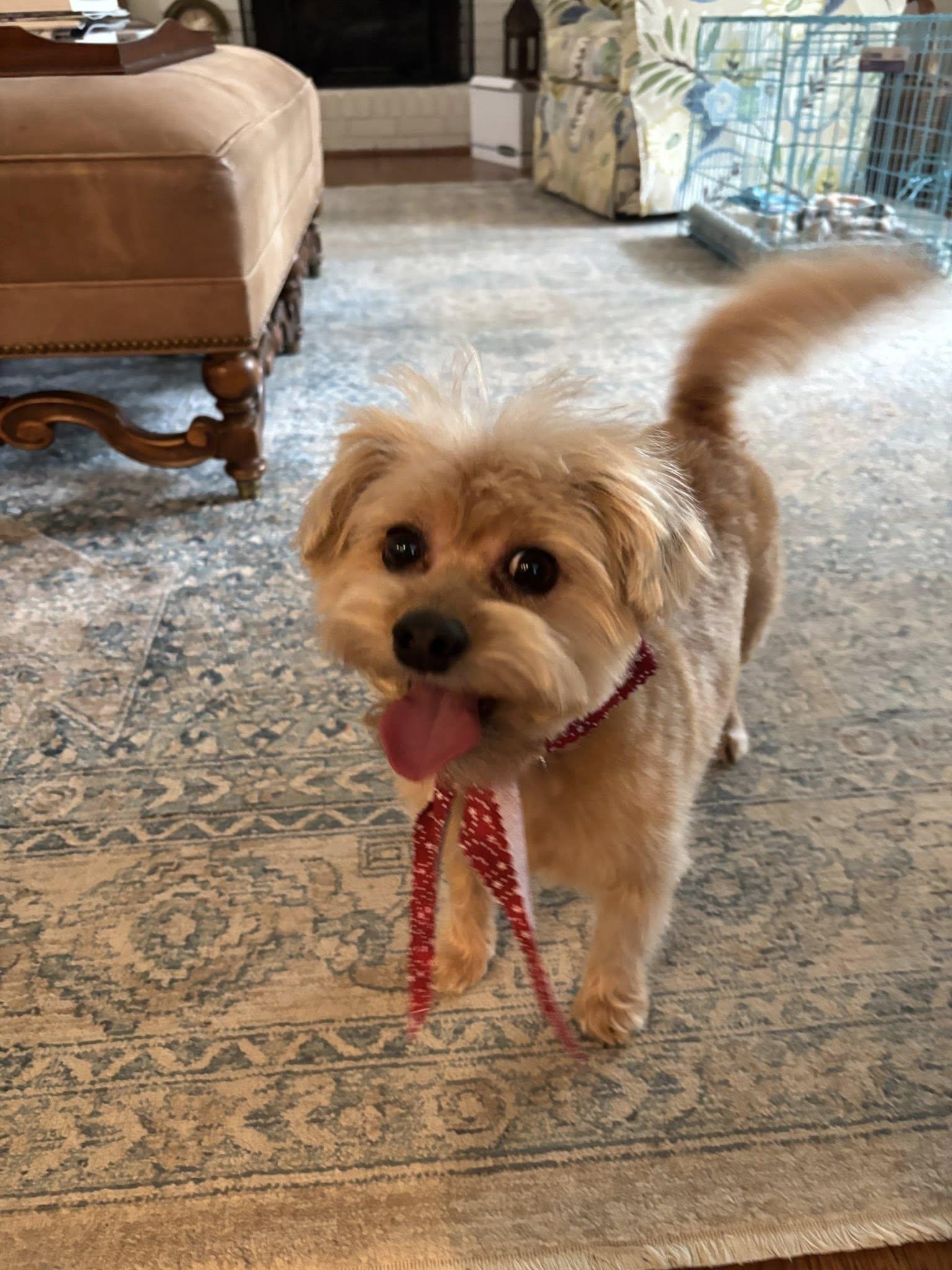 Enlarge Augie, a ADOPTABLE mixed breed in Matthews, NC image 2/2