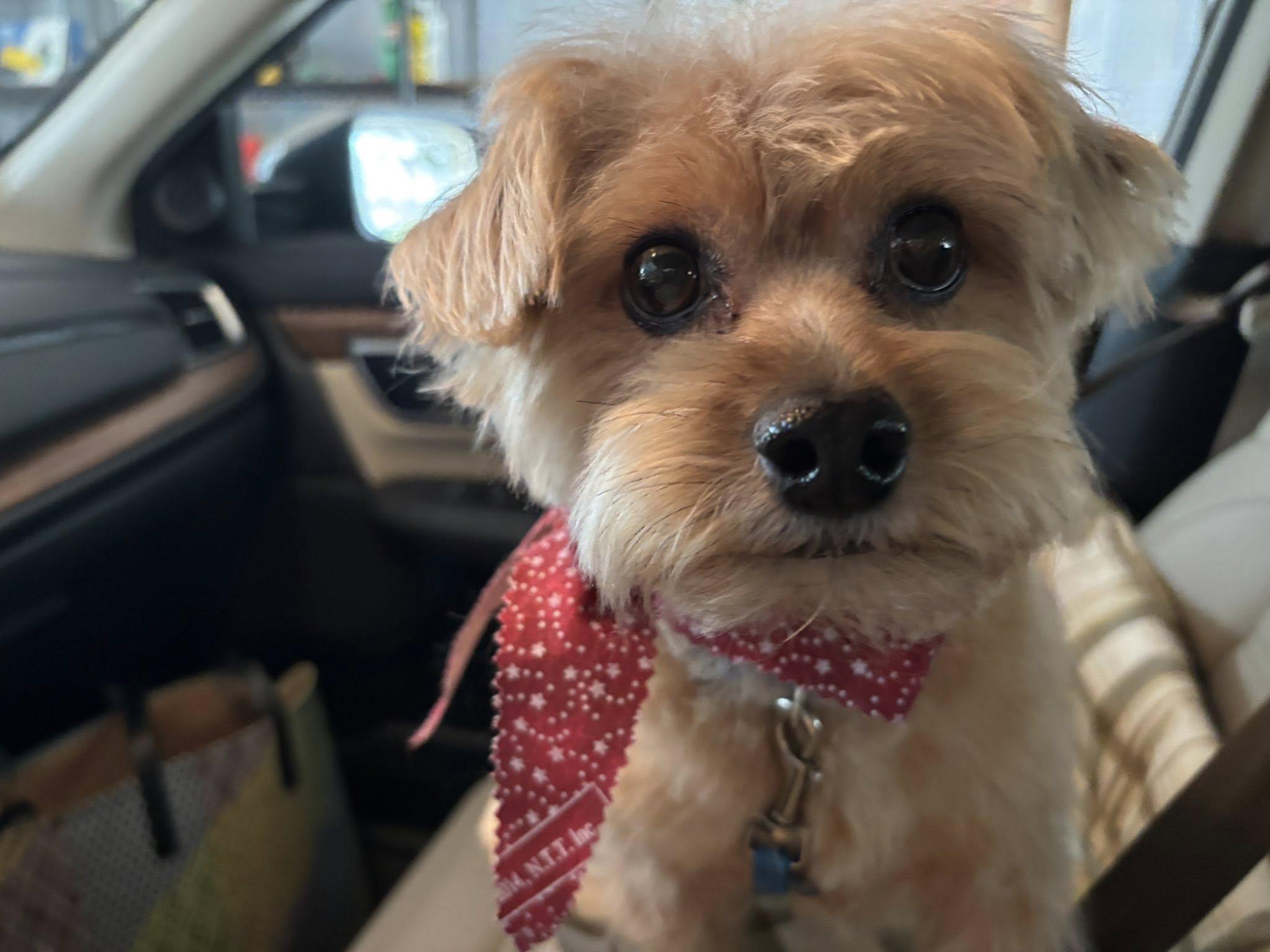 Augie, ADOPTABLE, Adult Male Yorkshire Terrier.