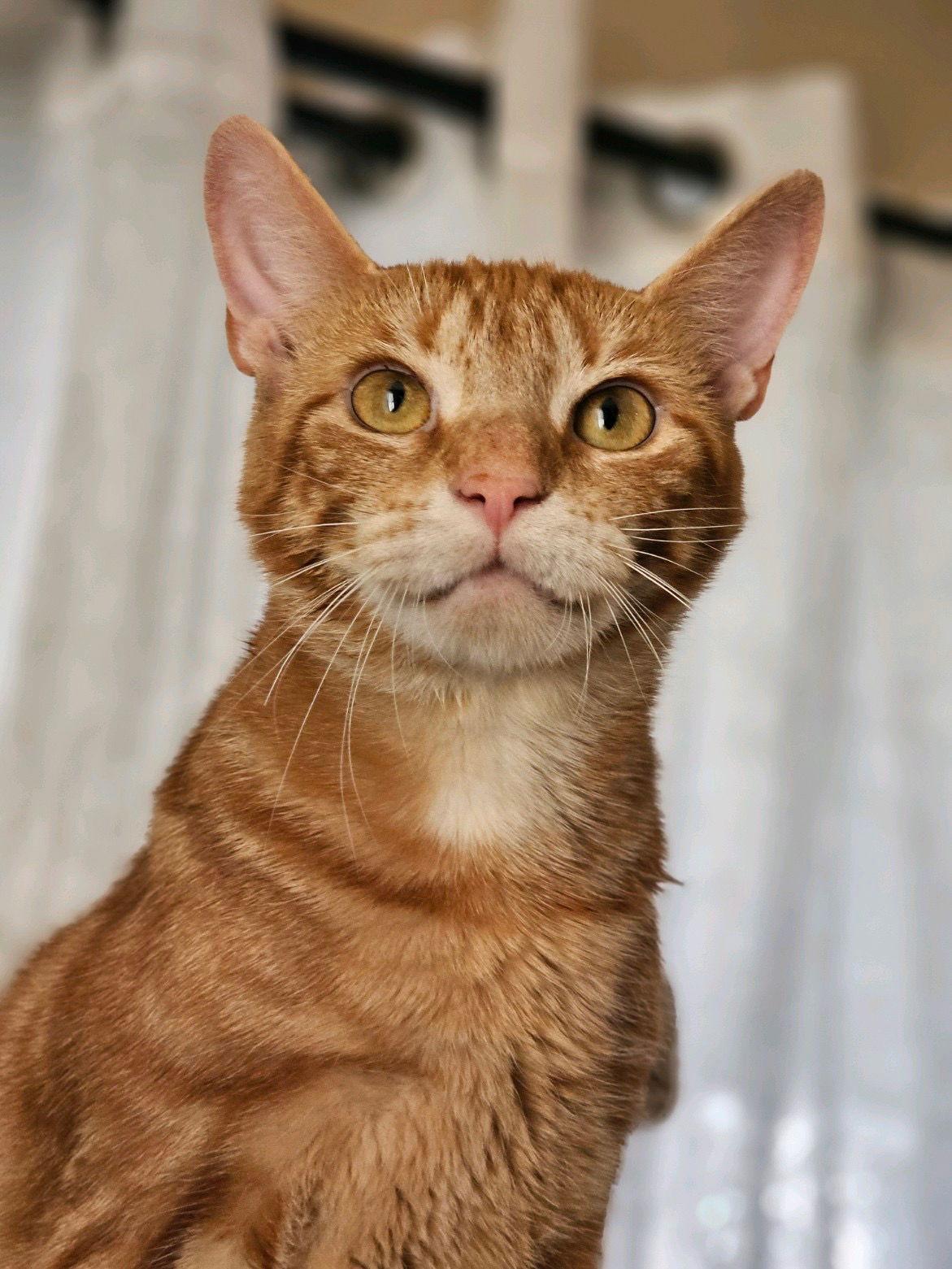 Josie, a Adoptable Domestic Short Hair in Broomall, PA image 1/3