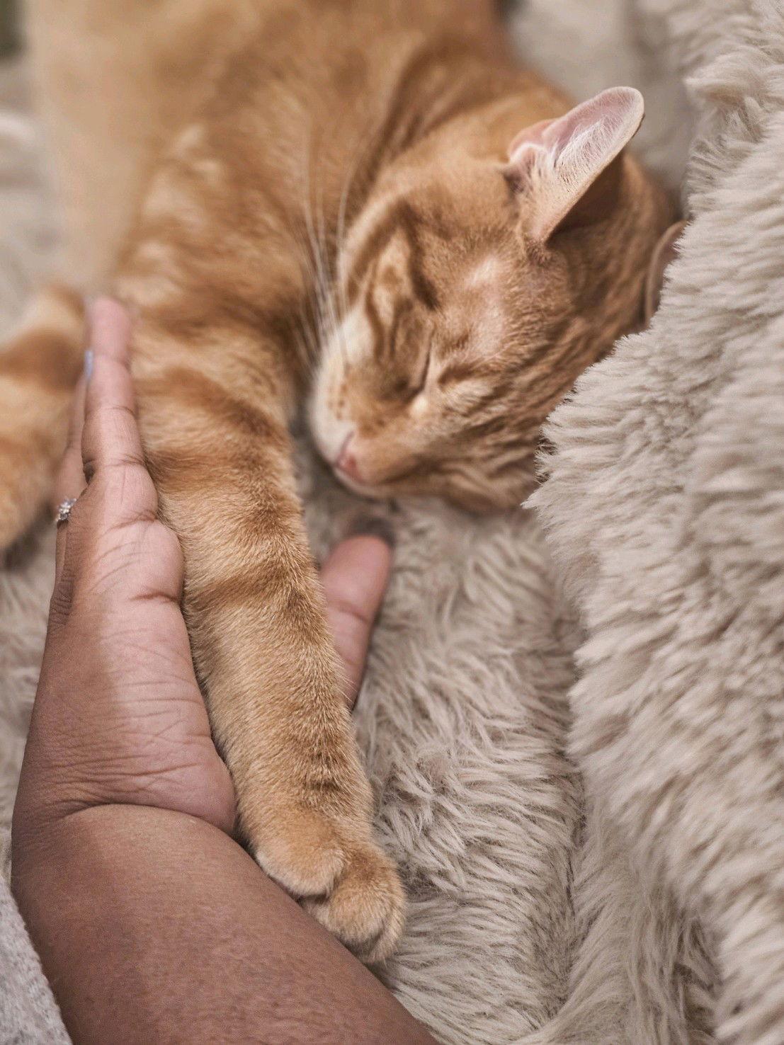 Josie, a Adoptable Domestic Short Hair in Broomall, PA image 2/3