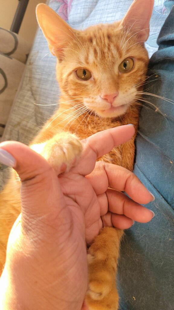 Josie, a Adoptable Domestic Short Hair in Broomall, PA image 3/3