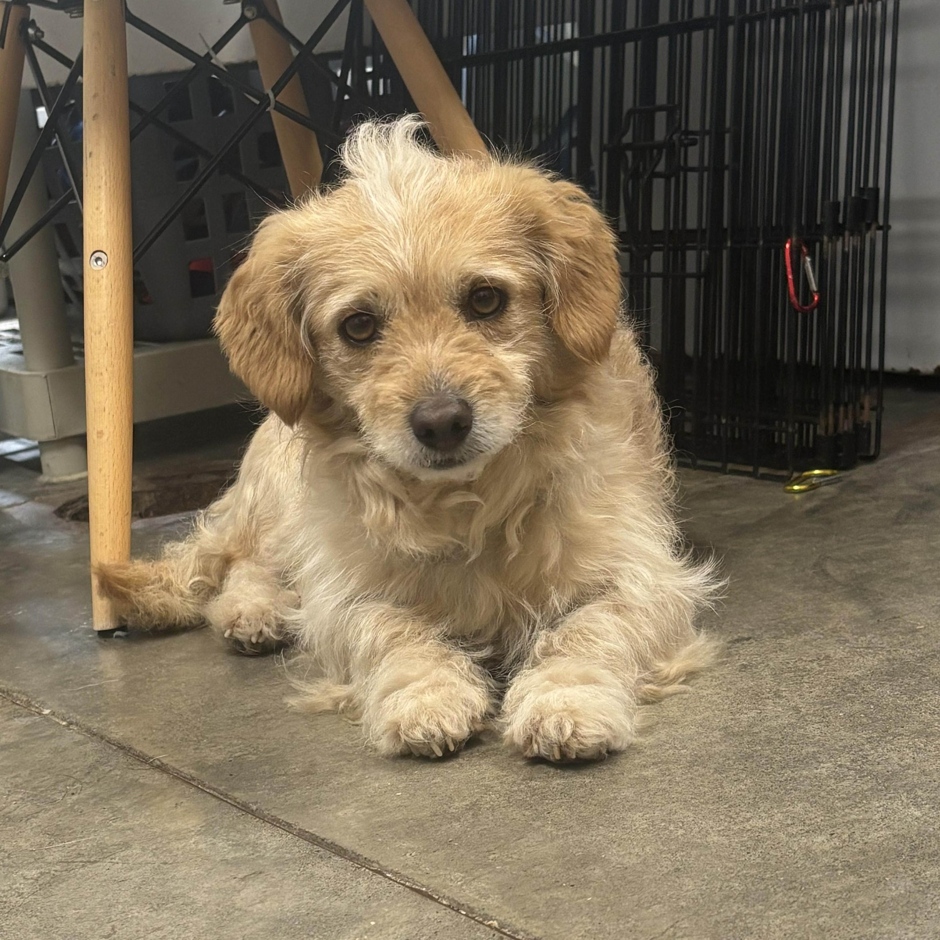 Enlarge Crouton, a Adoptable mixed breed in The Dalles, OR image 1/1