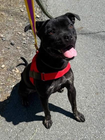 Wadoo, Adoptable, Young Male Mixed Breed & Mixed Breed.