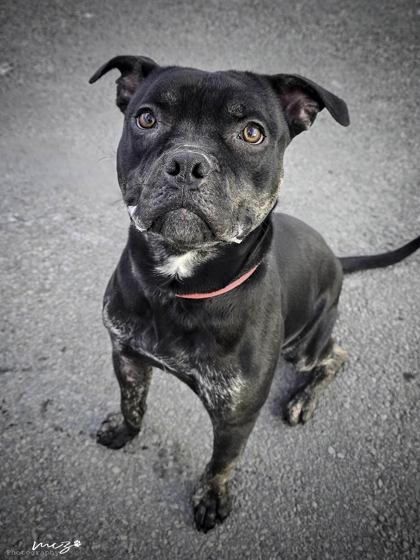 Wadoo, Adoptable, Young Male Mixed Breed & Mixed Breed.