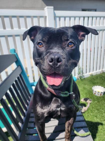 Enlarge Wadoo, a Adoptable Mixed Breed in Clarks Summit, PA image 2/2