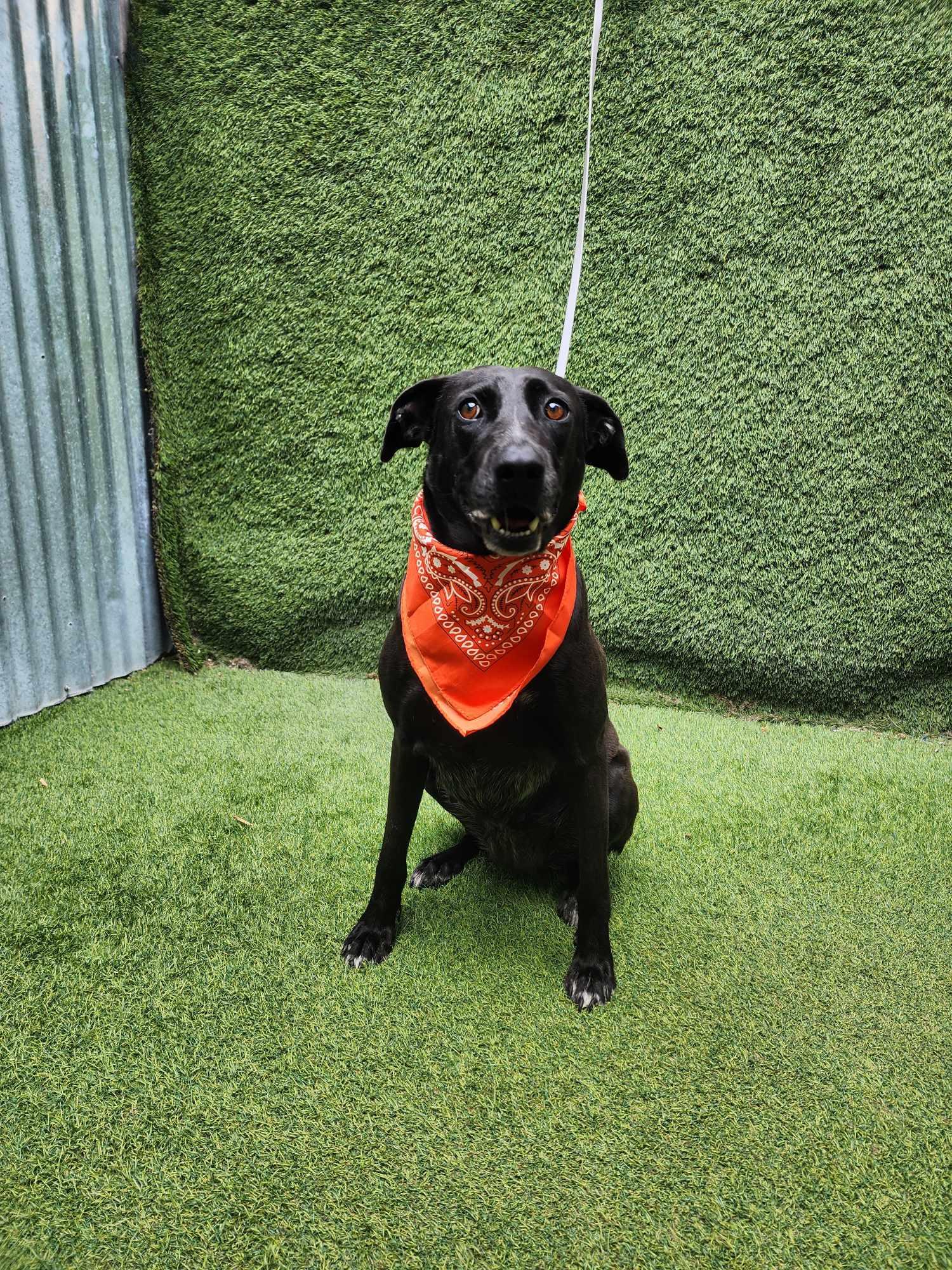 Rowe — thumbnail 3