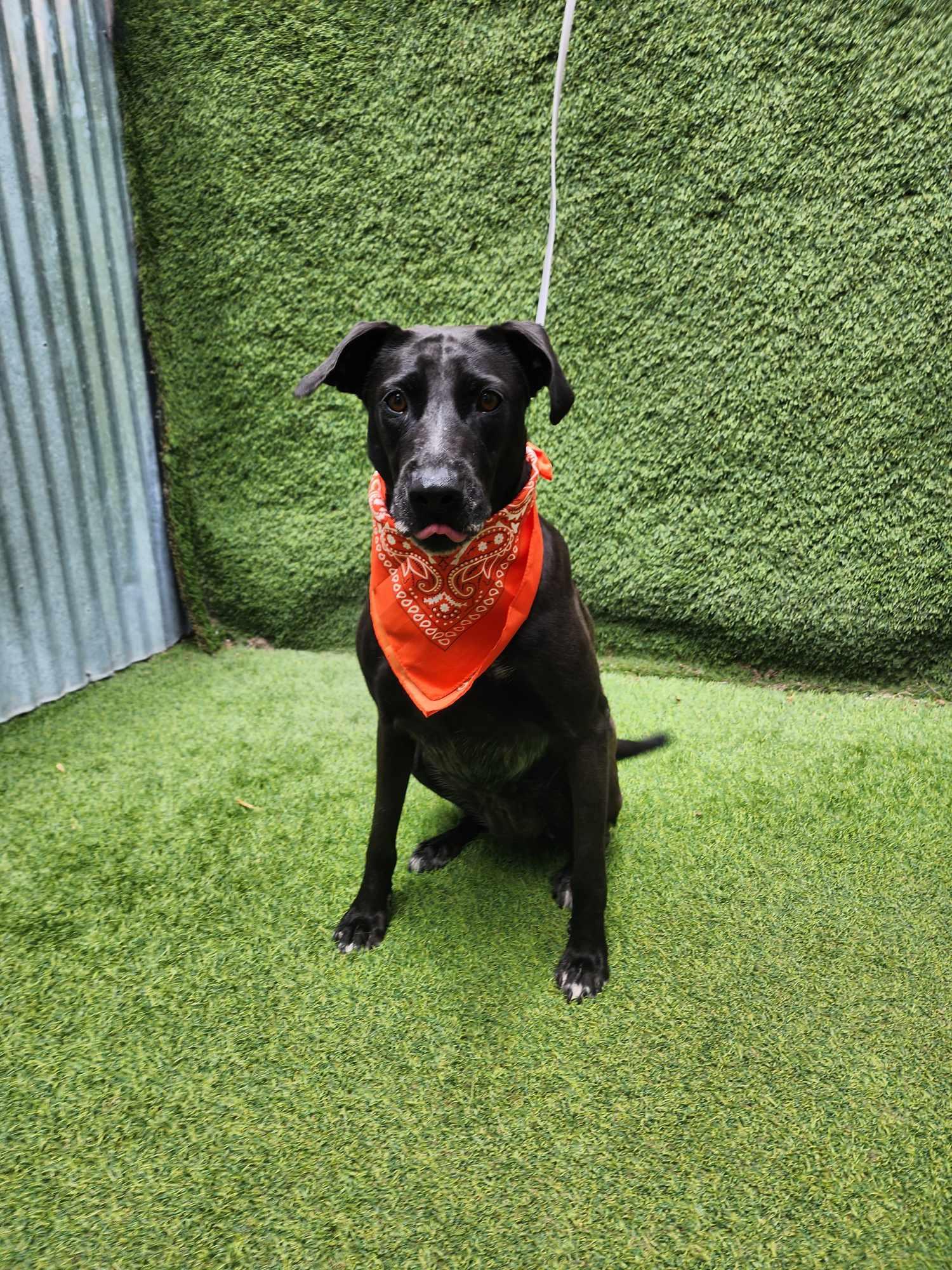 Rowe — thumbnail 5