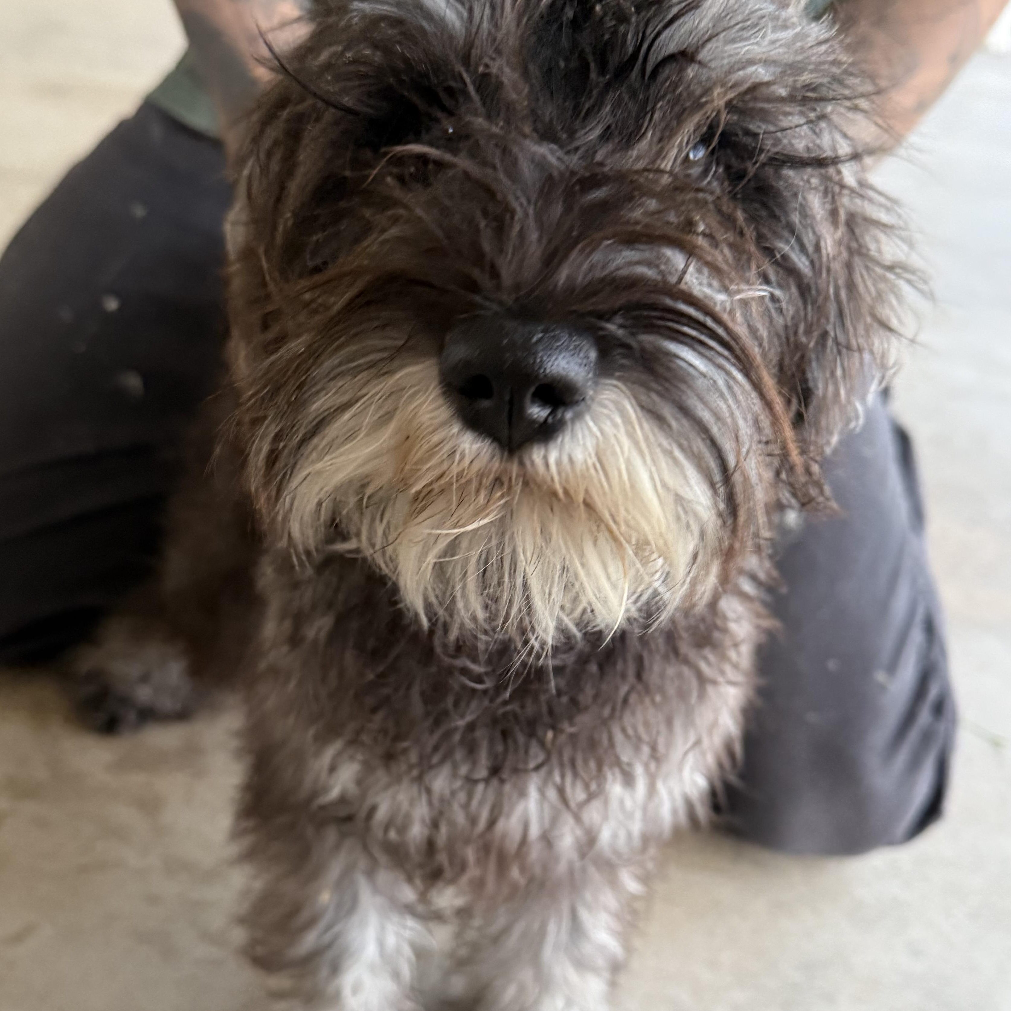 Enlarge Bridget , an adopted mixed breed in Norco, CA image 4/5