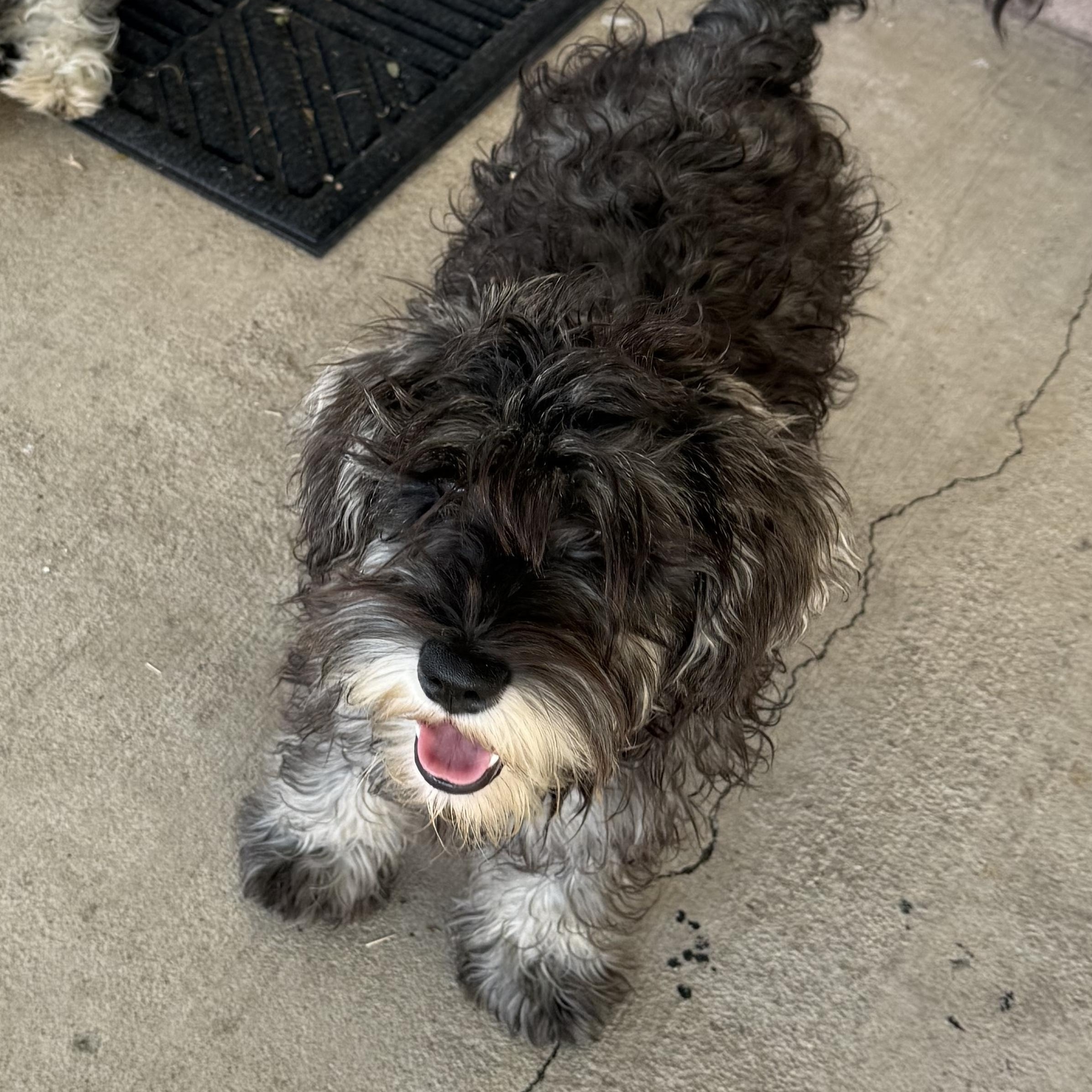 Enlarge Bridget , an adopted mixed breed in Norco, CA image 3/5