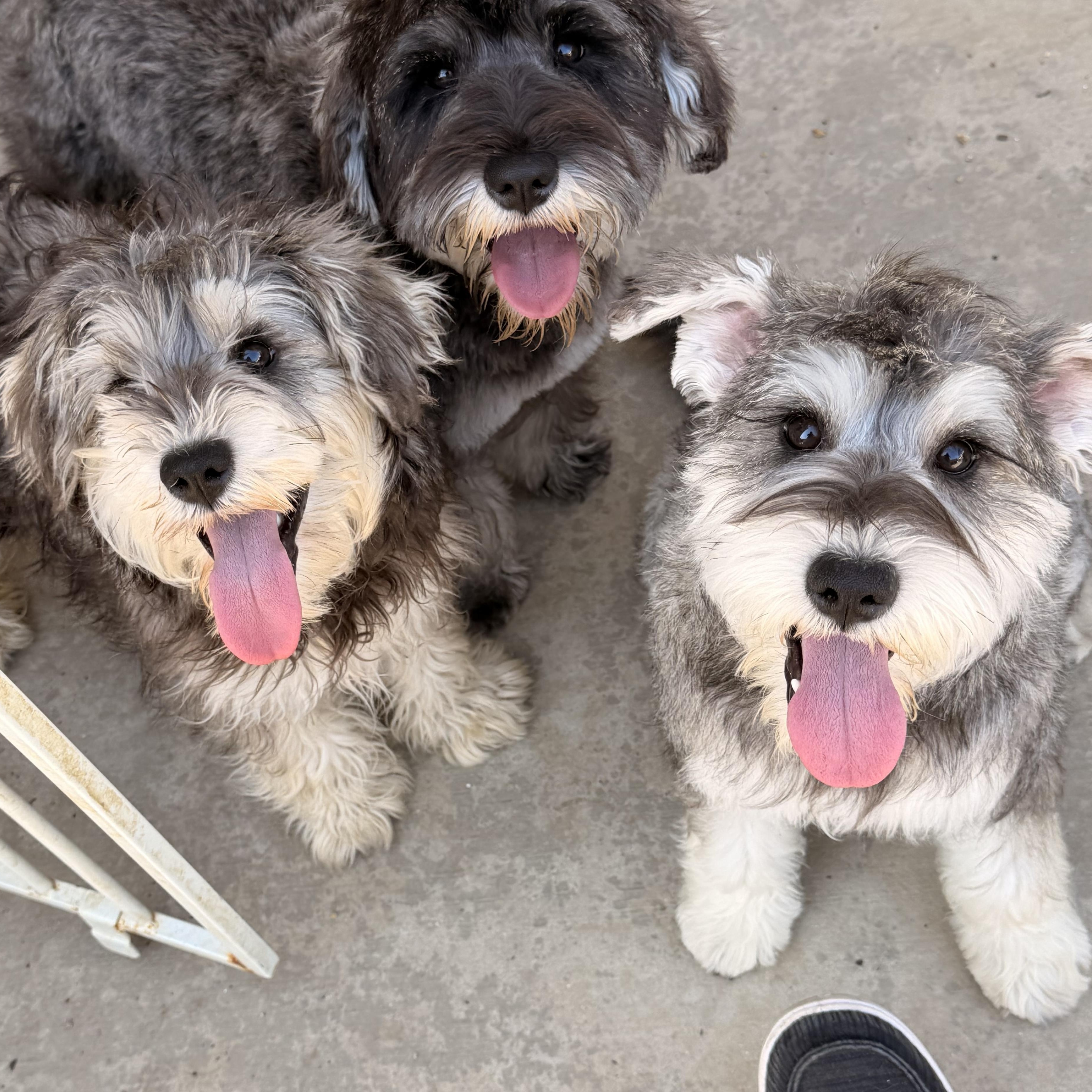 Enlarge Bridget , an adopted mixed breed in Norco, CA image 5/5