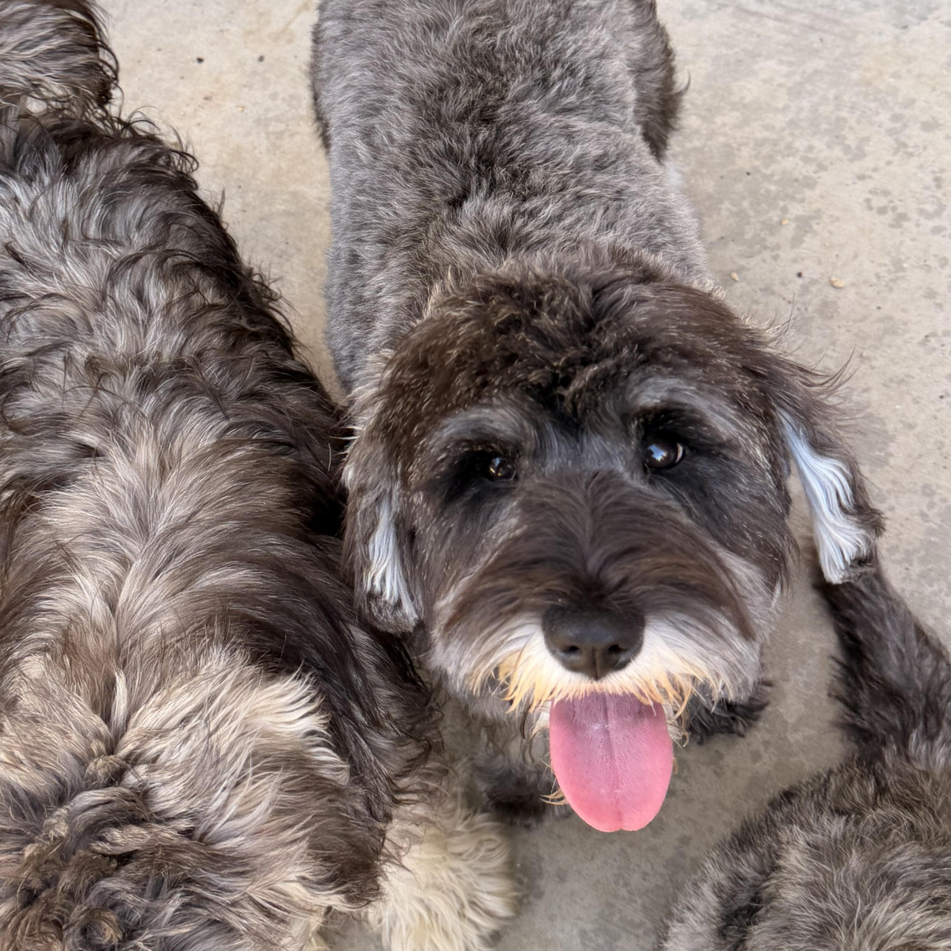 Bridget , adopted, Young Female Schnauzer & Poodle.
