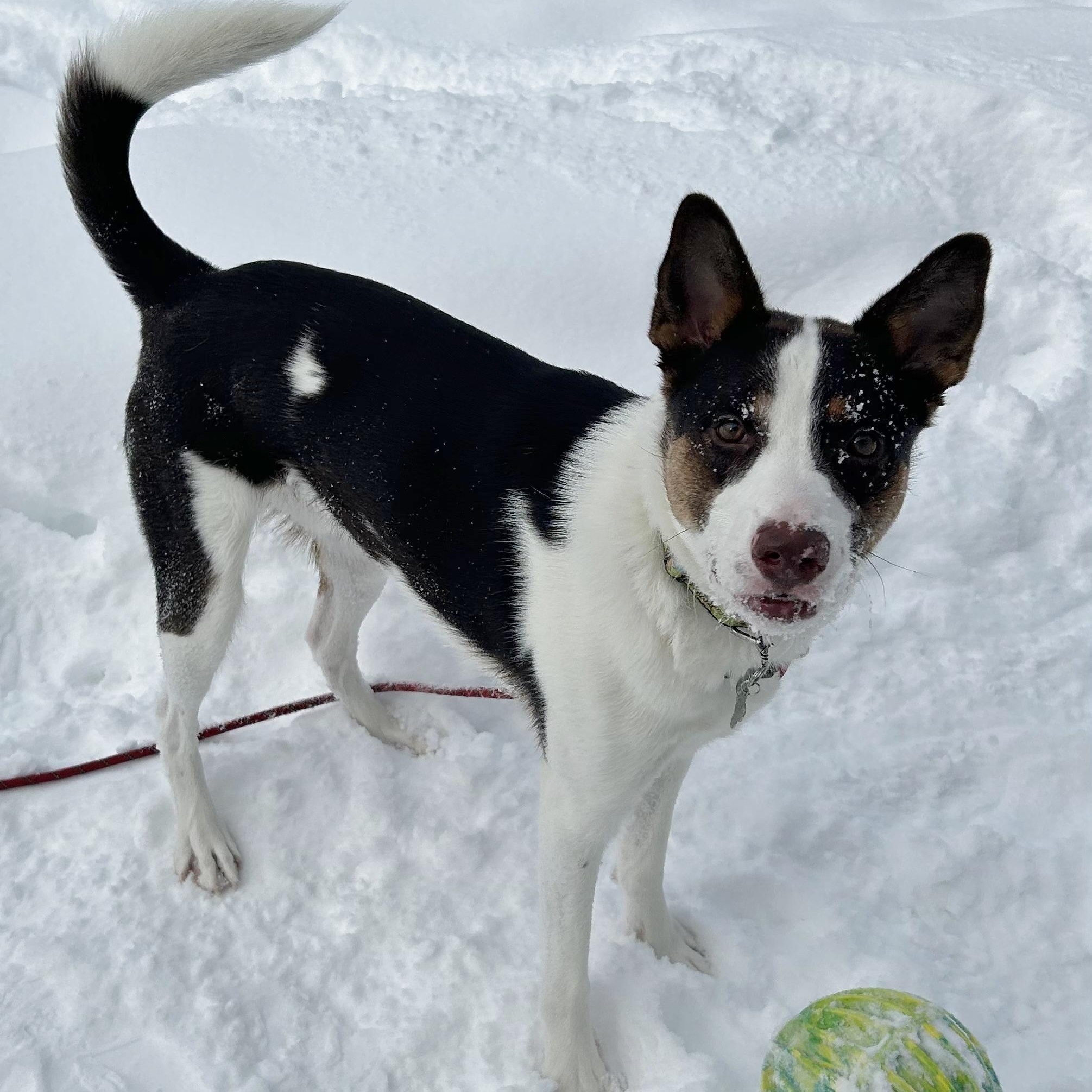 Enlarge Apollo, an adopted mixed breed in Traverse City, MI image 1/1