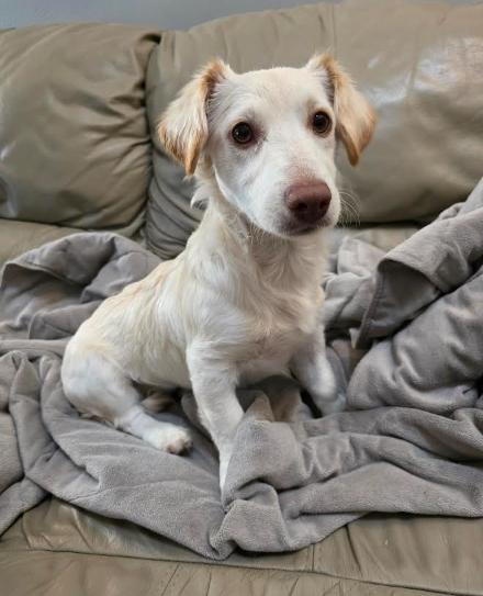 BISCUIT, an adopted mixed breed in Watertown, MA image 2/4