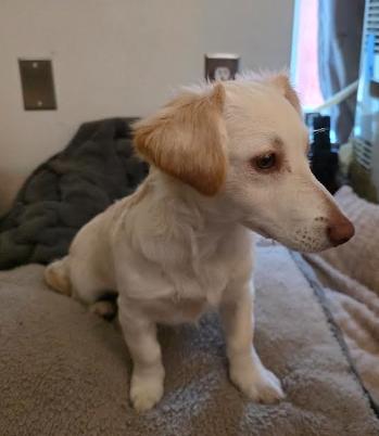 BISCUIT, an adopted mixed breed in Watertown, MA image 3/4