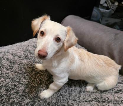 BISCUIT, an adopted mixed breed in Watertown, MA image 1/4