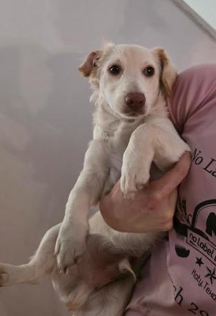 BISCUIT, an adopted mixed breed in Watertown, MA image 4/4