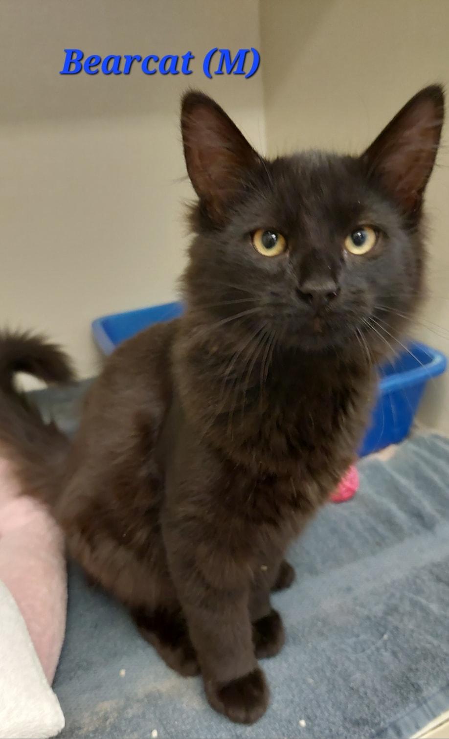 Bearcat, Baby Male Domestic Medium Hair