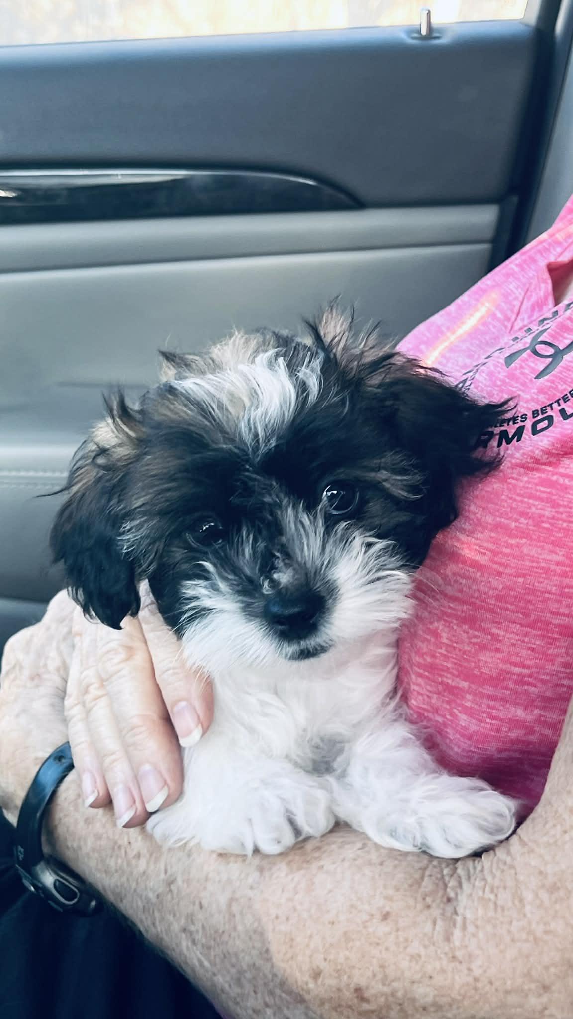 Lychee, ADOPTABLE, Puppy Female Shih Tzu.