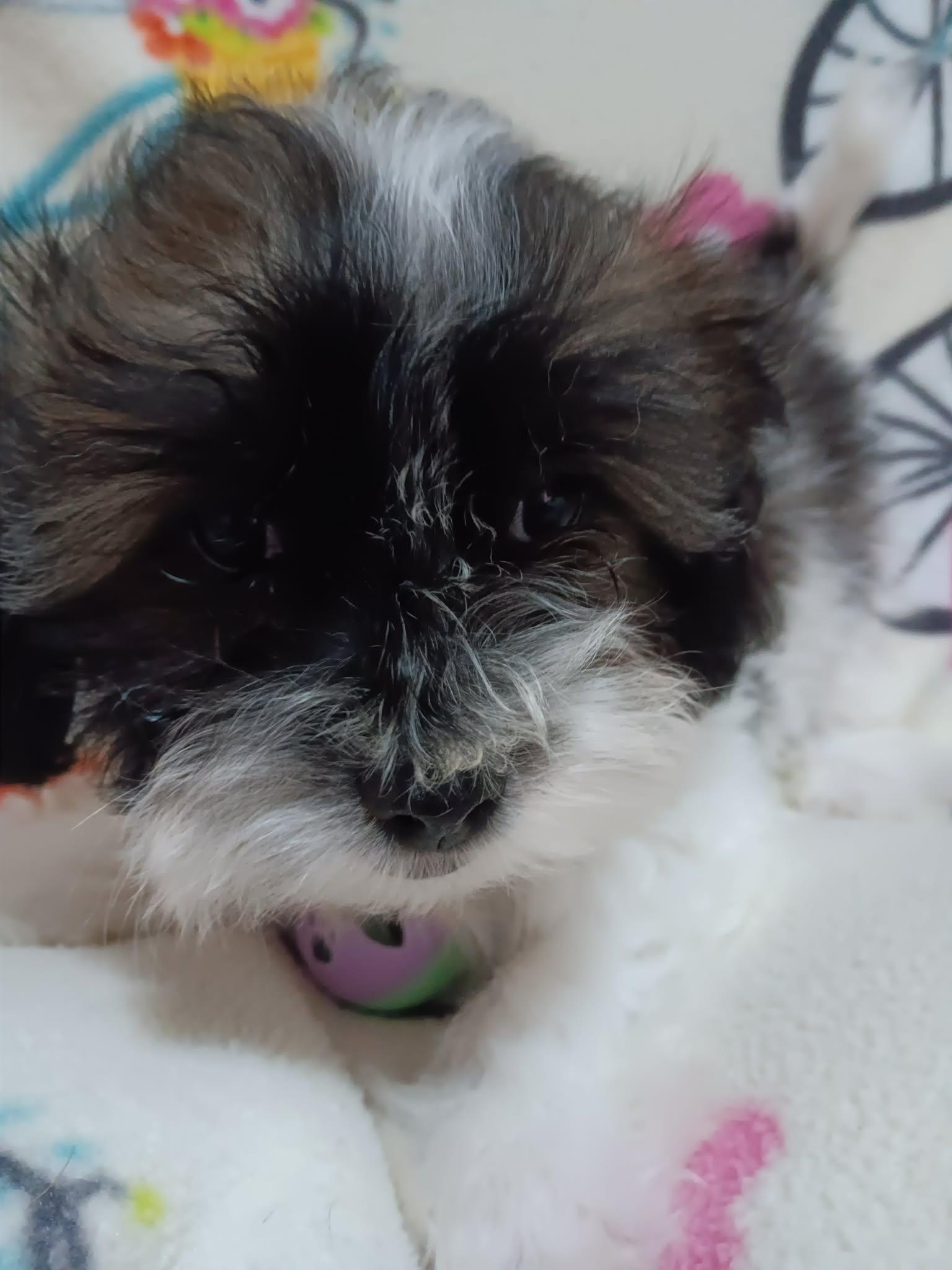 Enlarge Lychee, a ADOPTABLE Shih Tzu in Heiskell, TN image 2/4