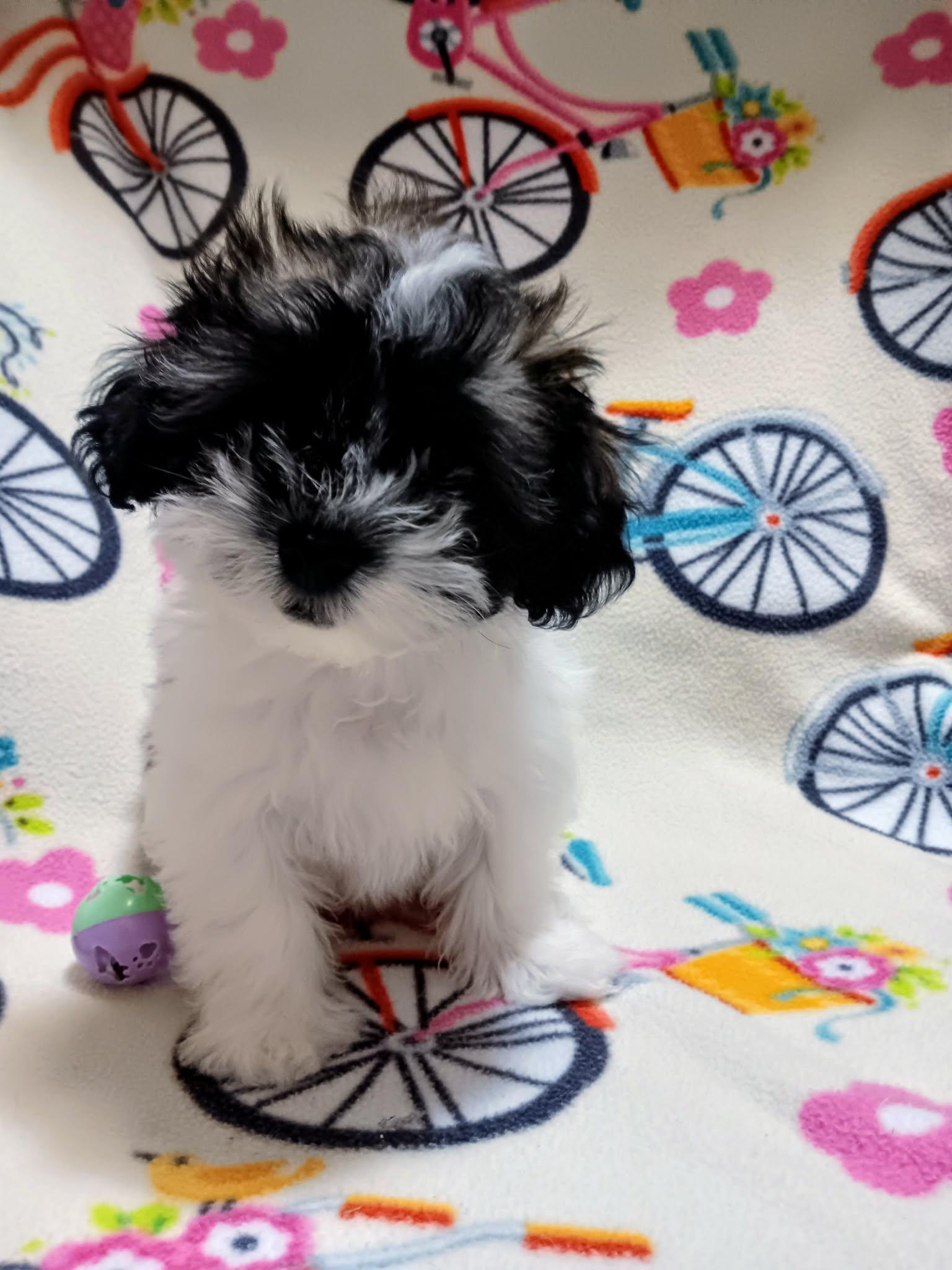 Enlarge Lychee, a ADOPTABLE Shih Tzu in Heiskell, TN image 3/4
