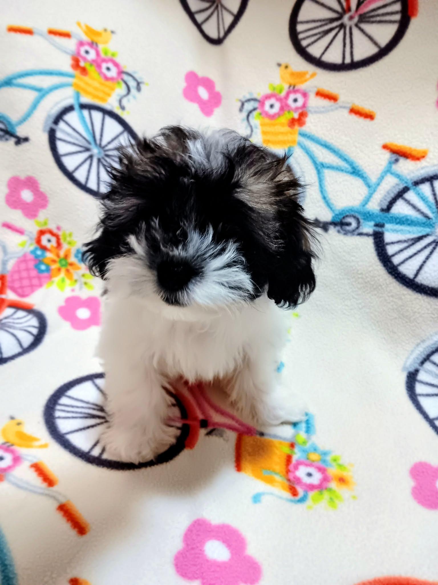 Enlarge Lychee, a ADOPTABLE Shih Tzu in Heiskell, TN image 4/4