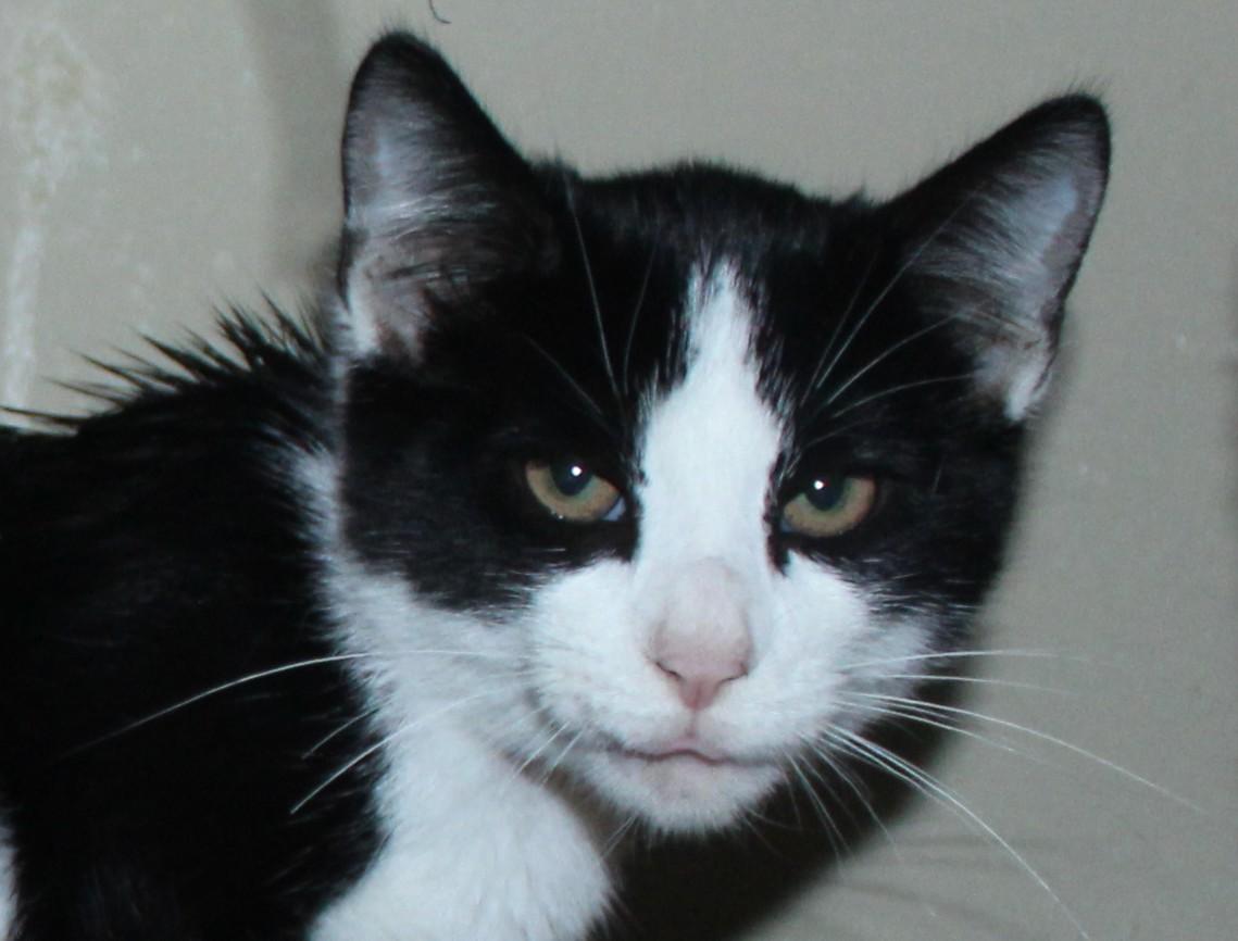 Enlarge Ravioli, a Adoptable mixed breed in Huron, SD image 2/4