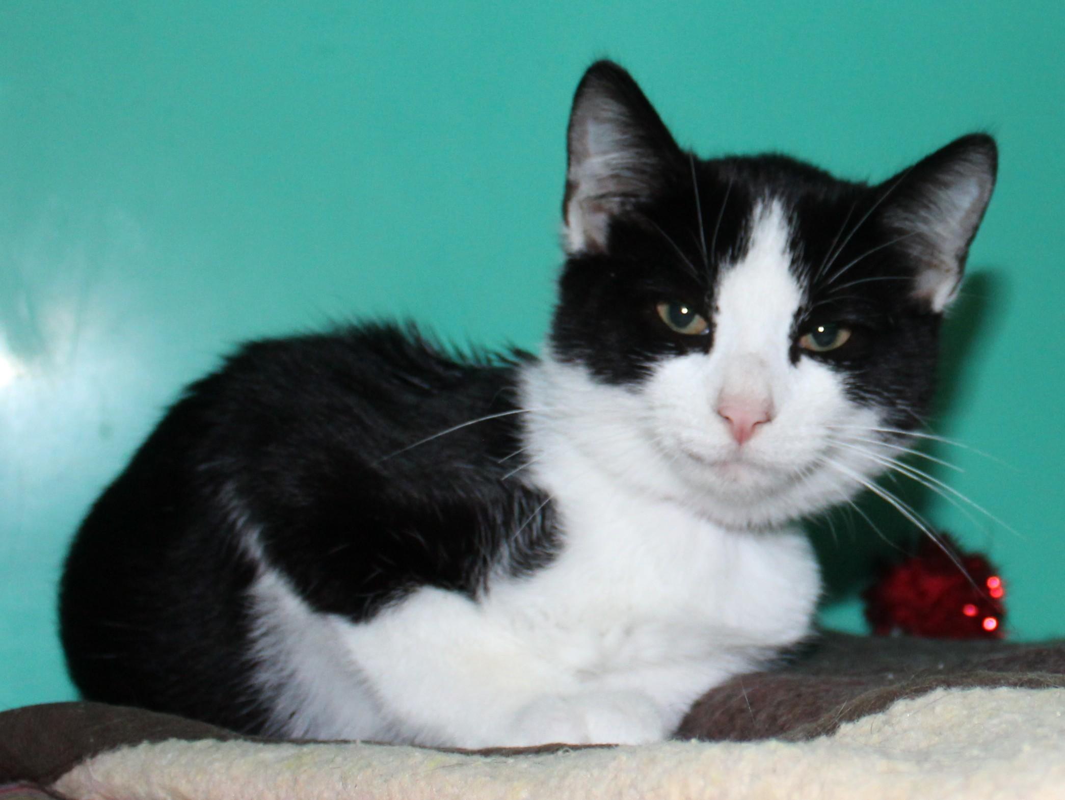 Ravioli, an adoptable Domestic Short Hair in Huron, SD, 57350 | Photo Image 3
