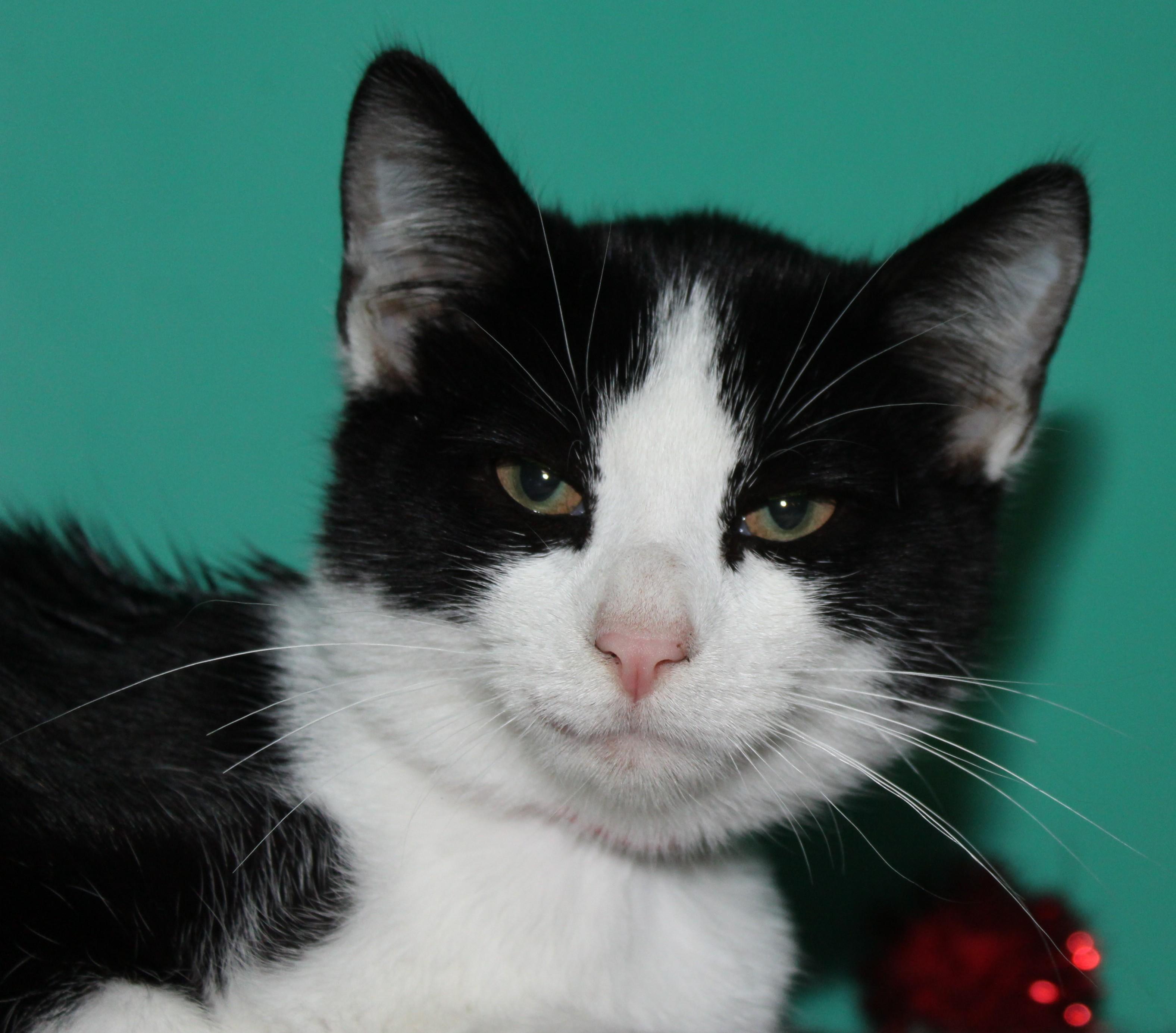 Enlarge Ravioli, a Adoptable mixed breed in Huron, SD image 4/4