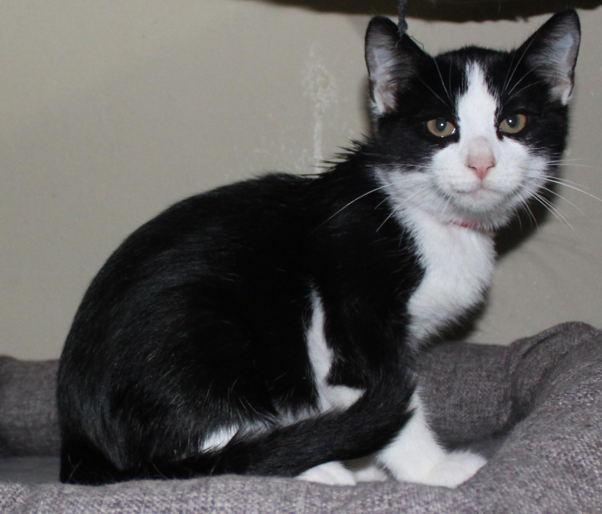 Enlarge Ravioli, a Adoptable mixed breed in Huron, SD image 1/4